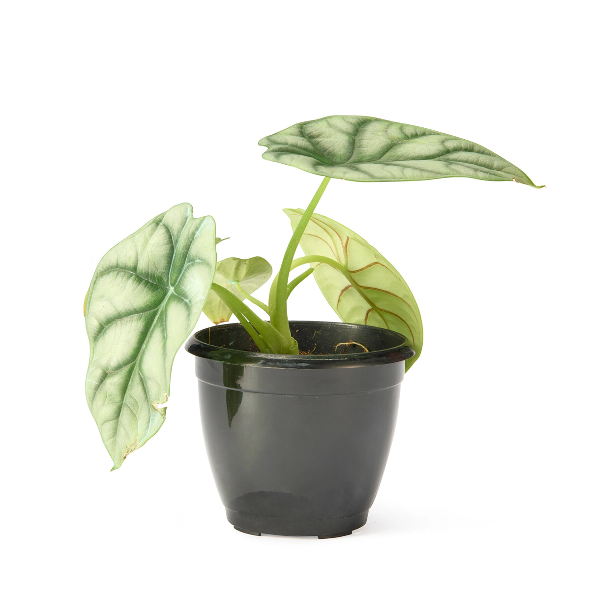 Alocasia Silver Dragon – Live Indoor Plant