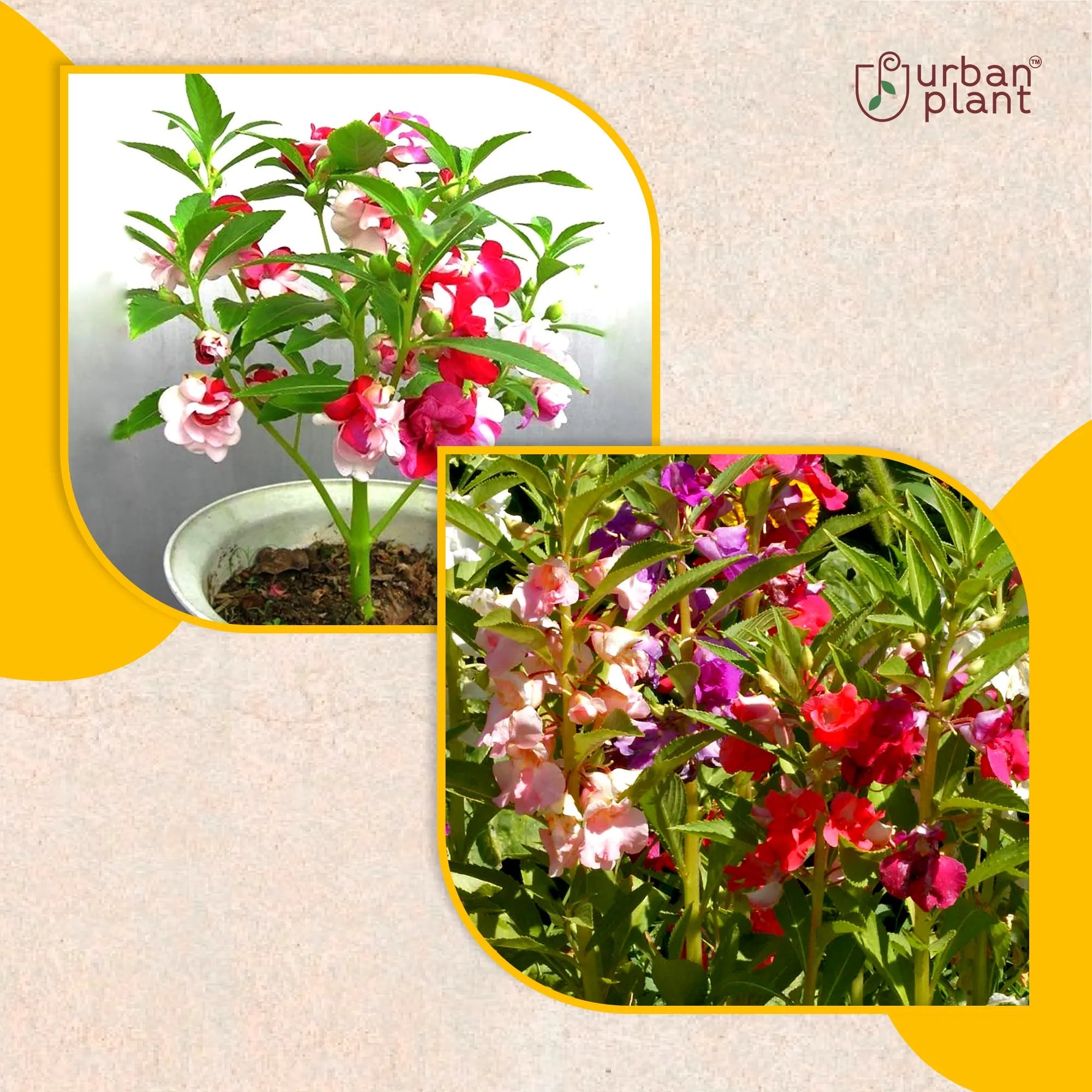 Balsam Mix Flower Seeds Flower Seed Urban Plant 