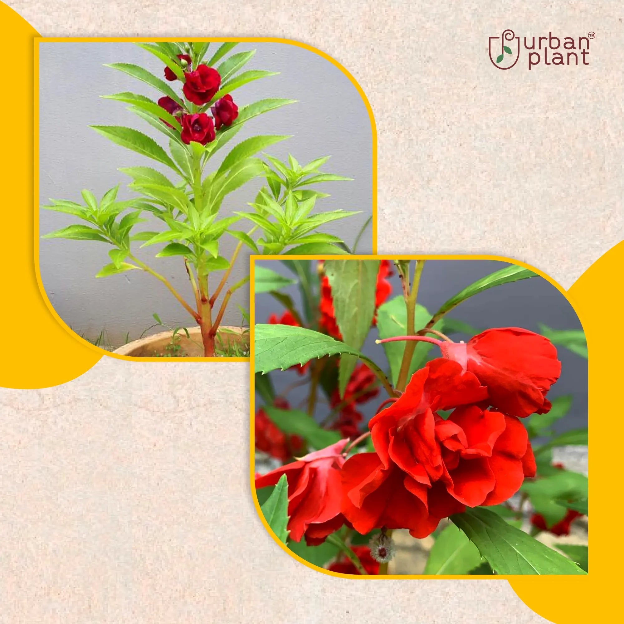 Balsam Red Flower Seeds Flower Seed Urban Plant 