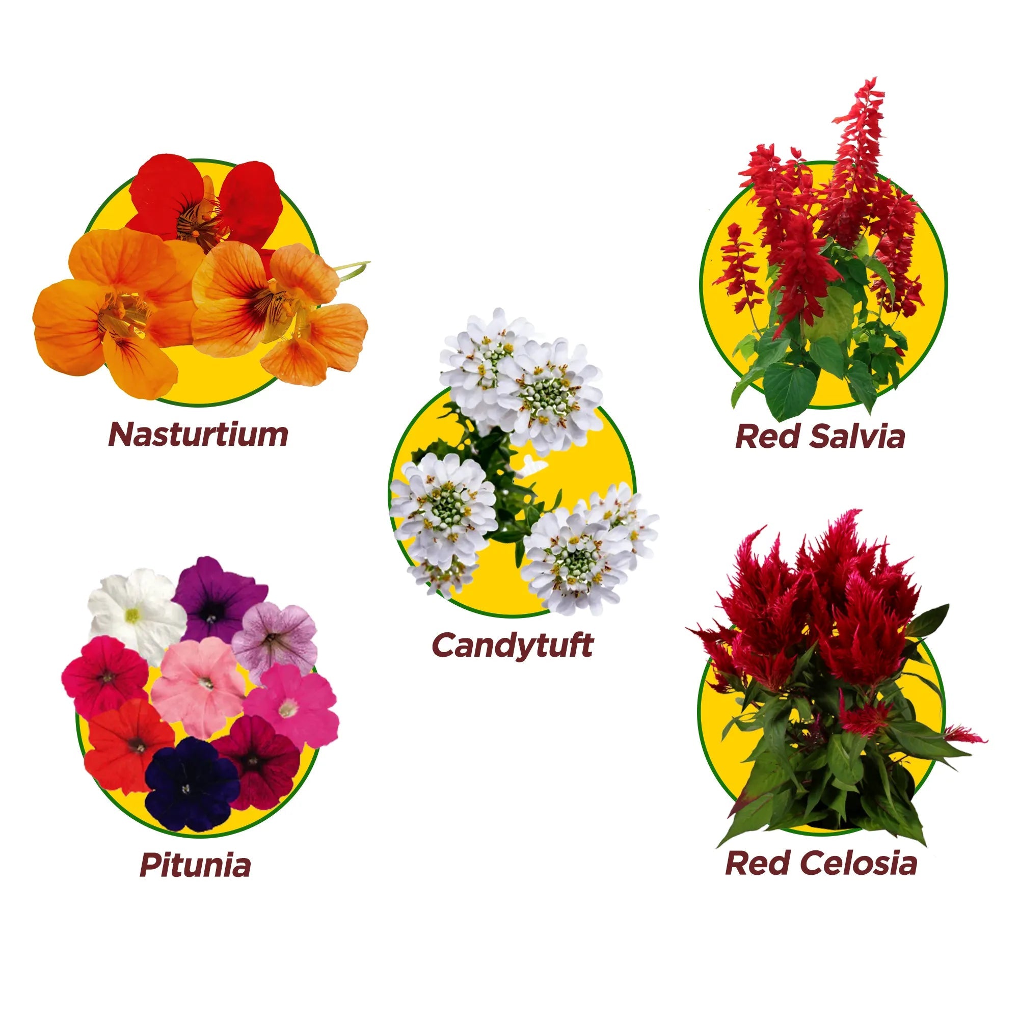 Floral Fantasy Pack of 5 Flower Seeds - COMBO 4 Flower Seed Urban Plant 