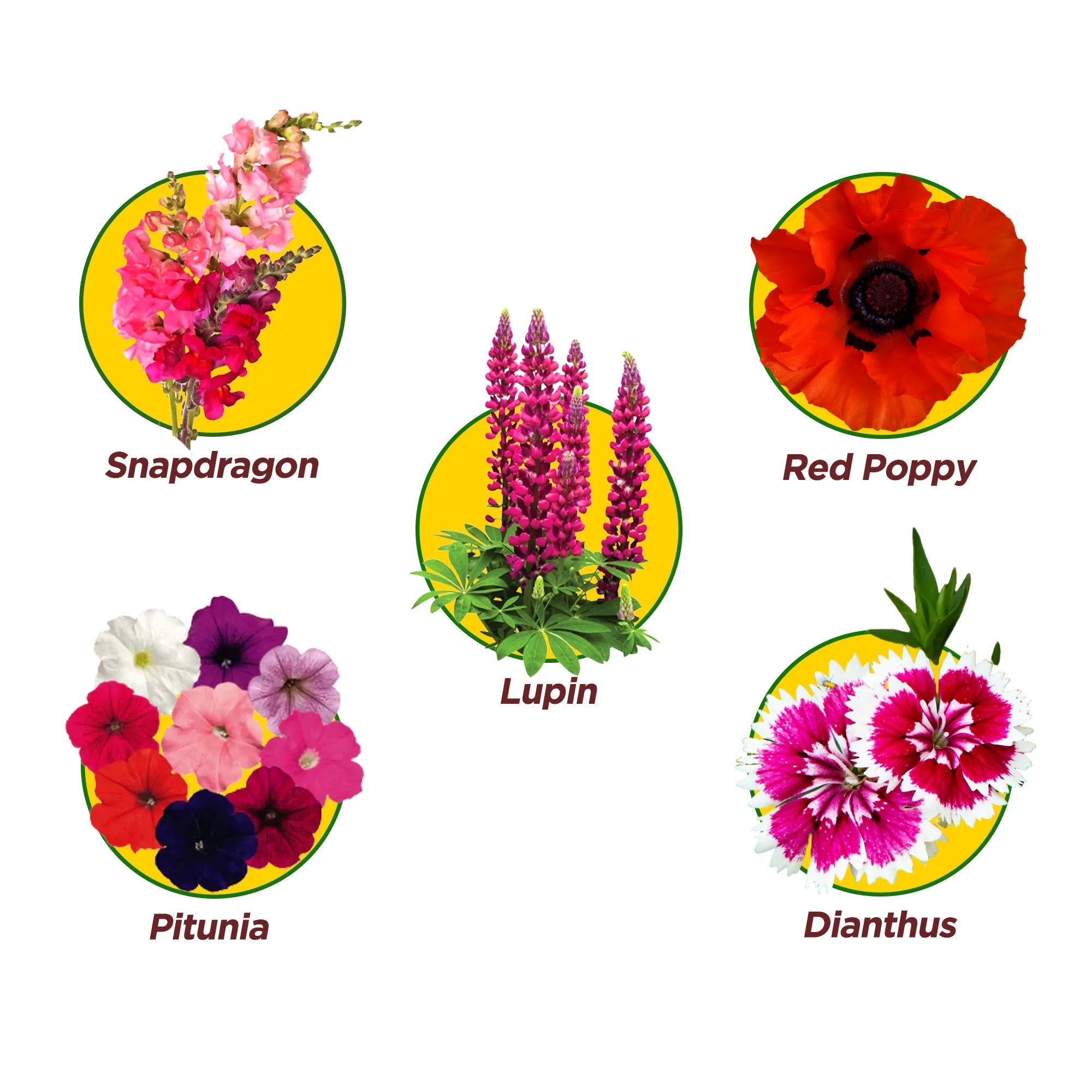 Dawn to Dusk Pack of 5 Flower Seeds - COMBO 5 Flower Seed Urban Plant 