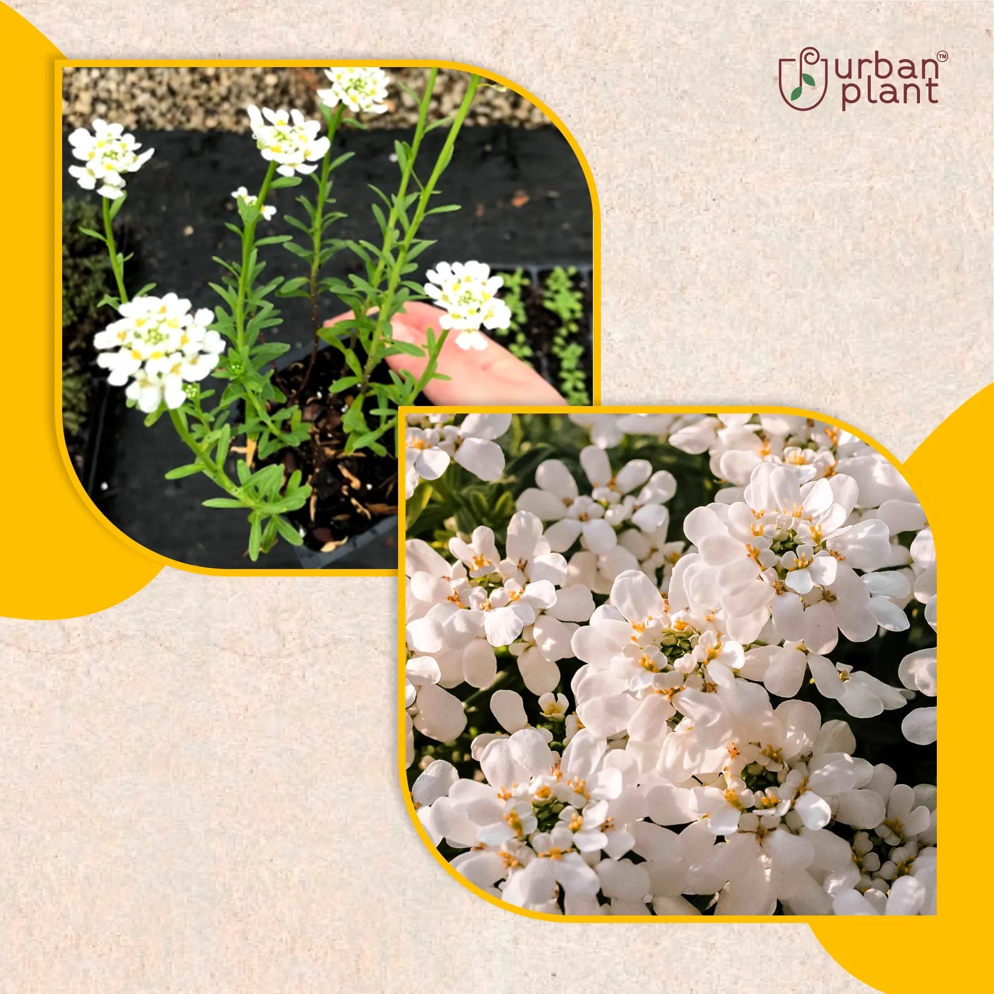 Candytuft Mix Flower Seeds Flower Seed Urban Plant 