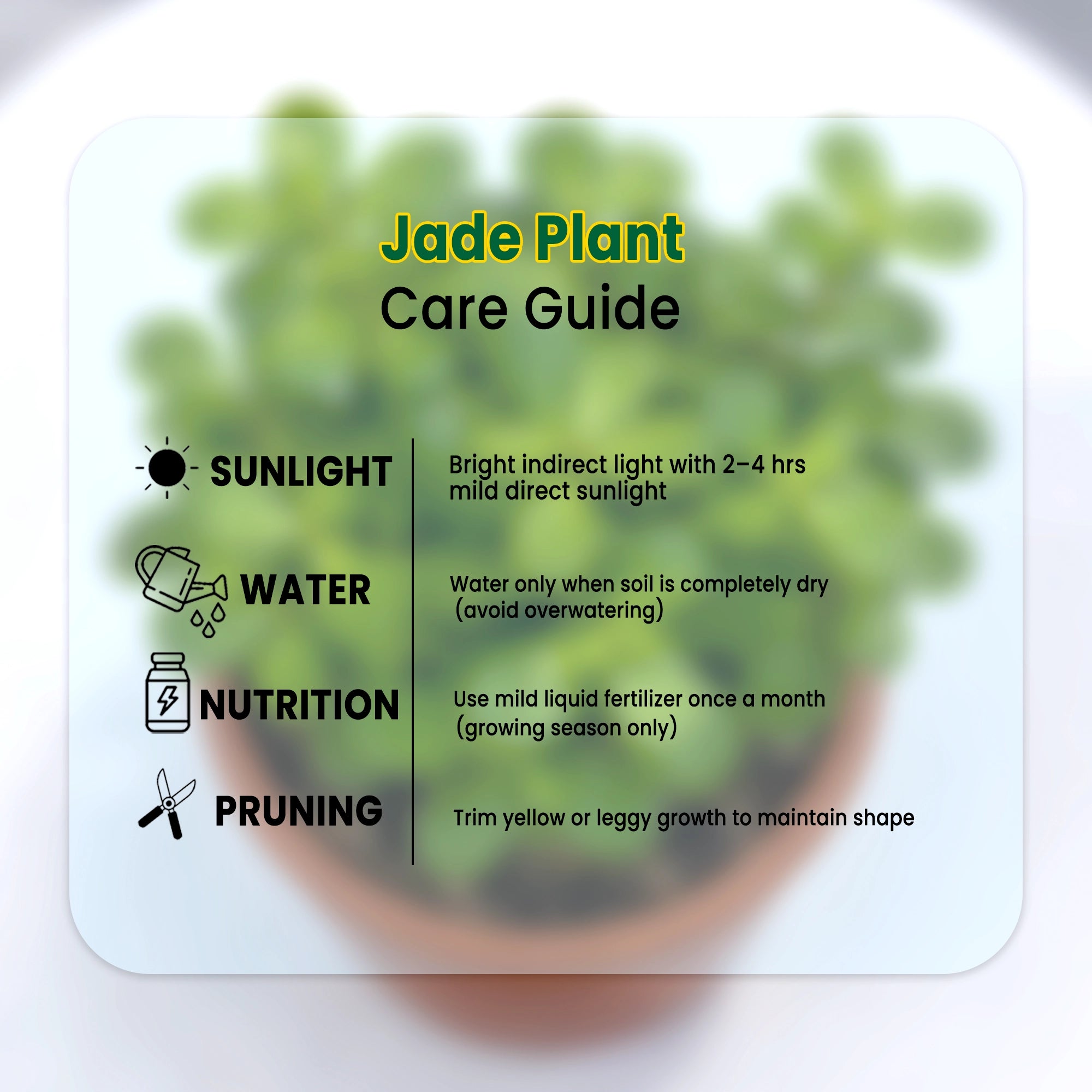 Jade Plant in Grower Pot care guide