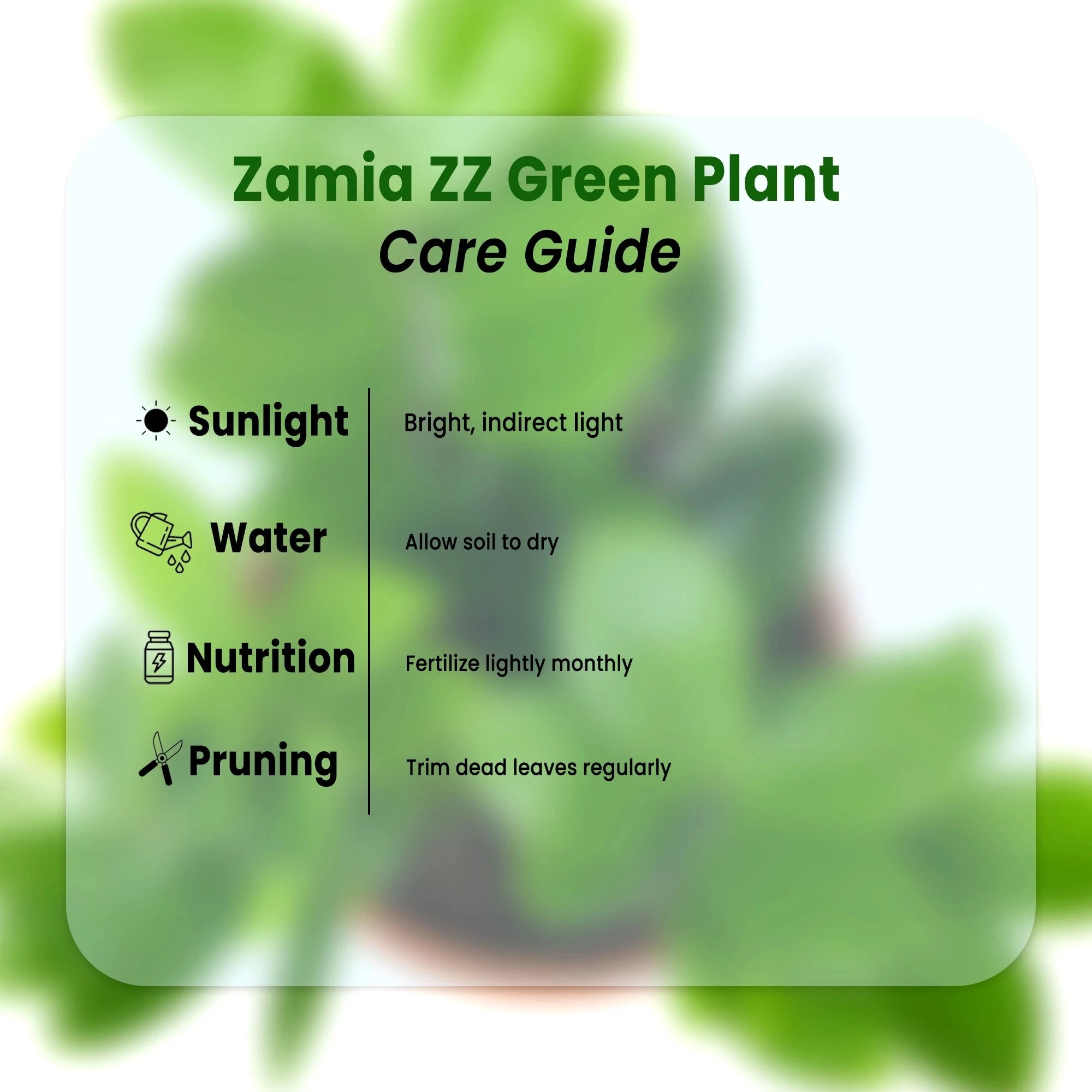 ZZ Plant in Grower Pot Urban Plant 