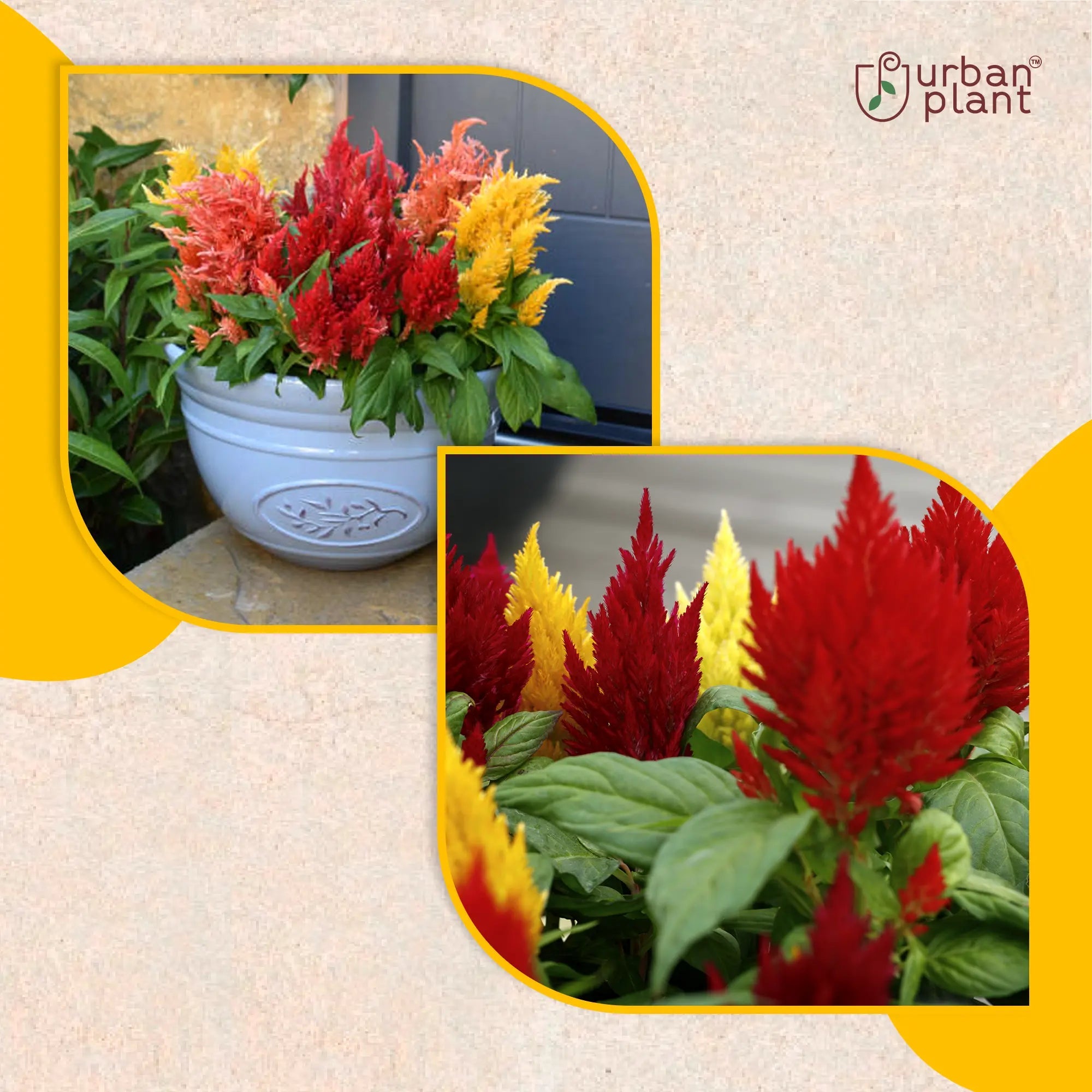 Celosia Mix Flower Seeds Flower Seed Urban Plant 