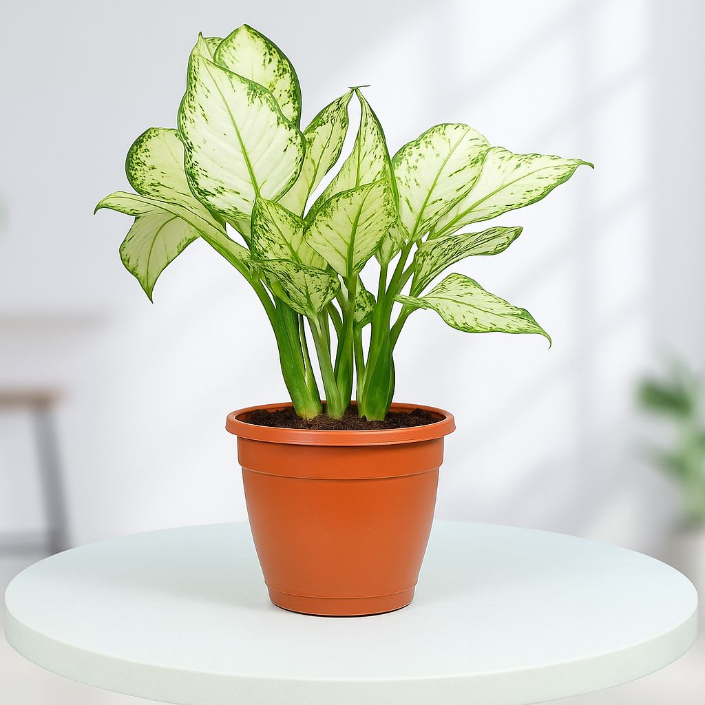 Snow White Aglaonema Plant in Grower Pot Urban Plant 