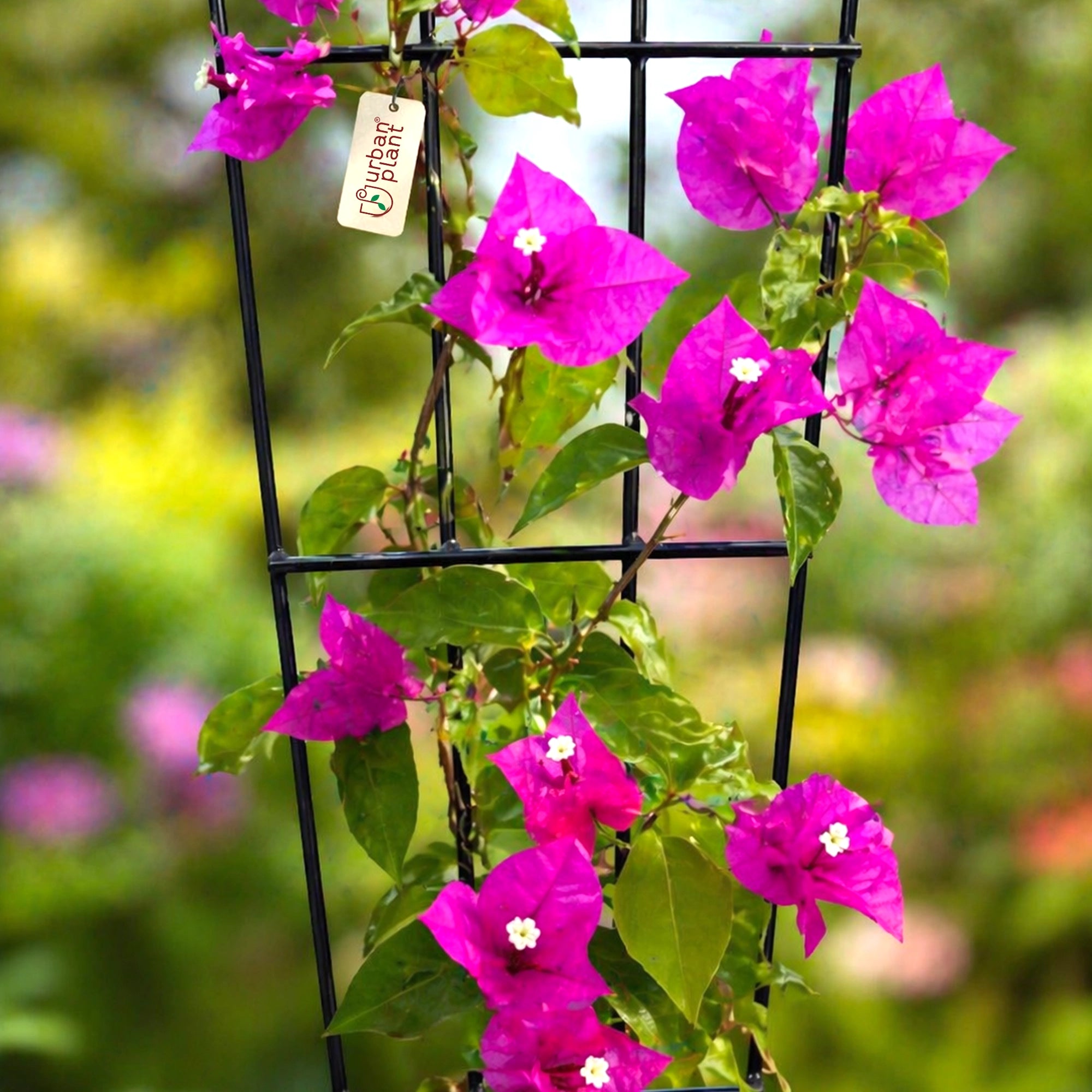 Urban Plant Greenweave Trellis for Climbing Plants Gardening Accessories