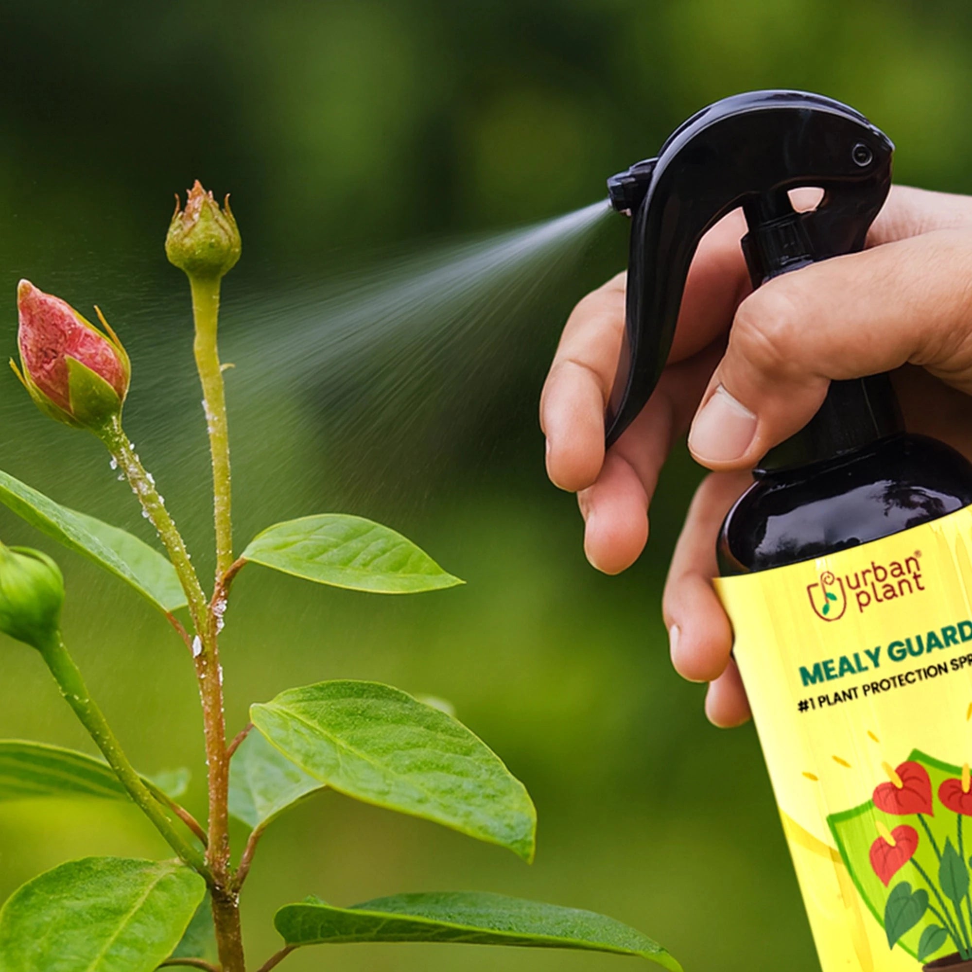 Urban Plant Mealy Guard – Natural Plant Protection Spray for Mealy Bugs & Pests Urban Plant 