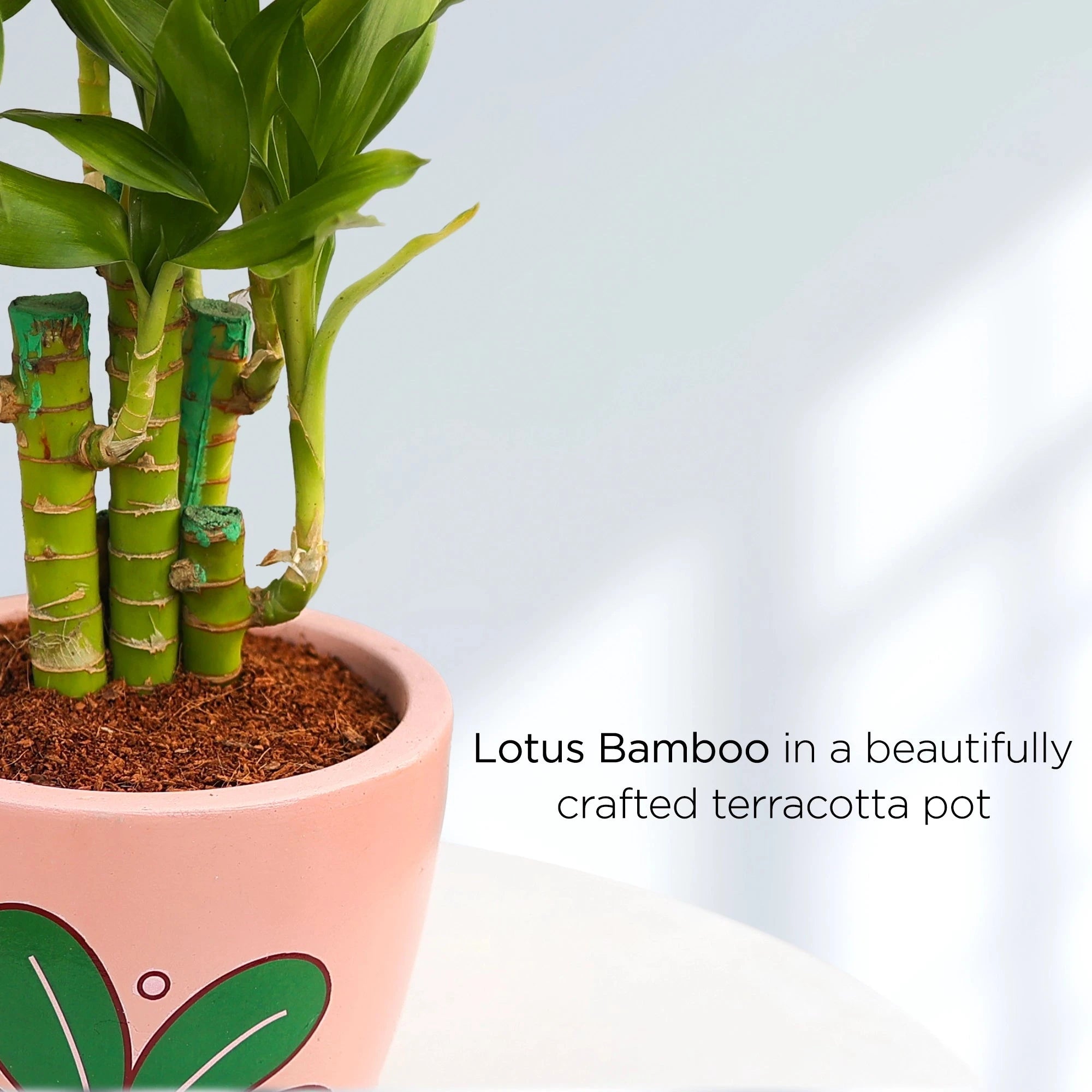 Lotus Lucky Bamboo Plant Plant Urban Plant 