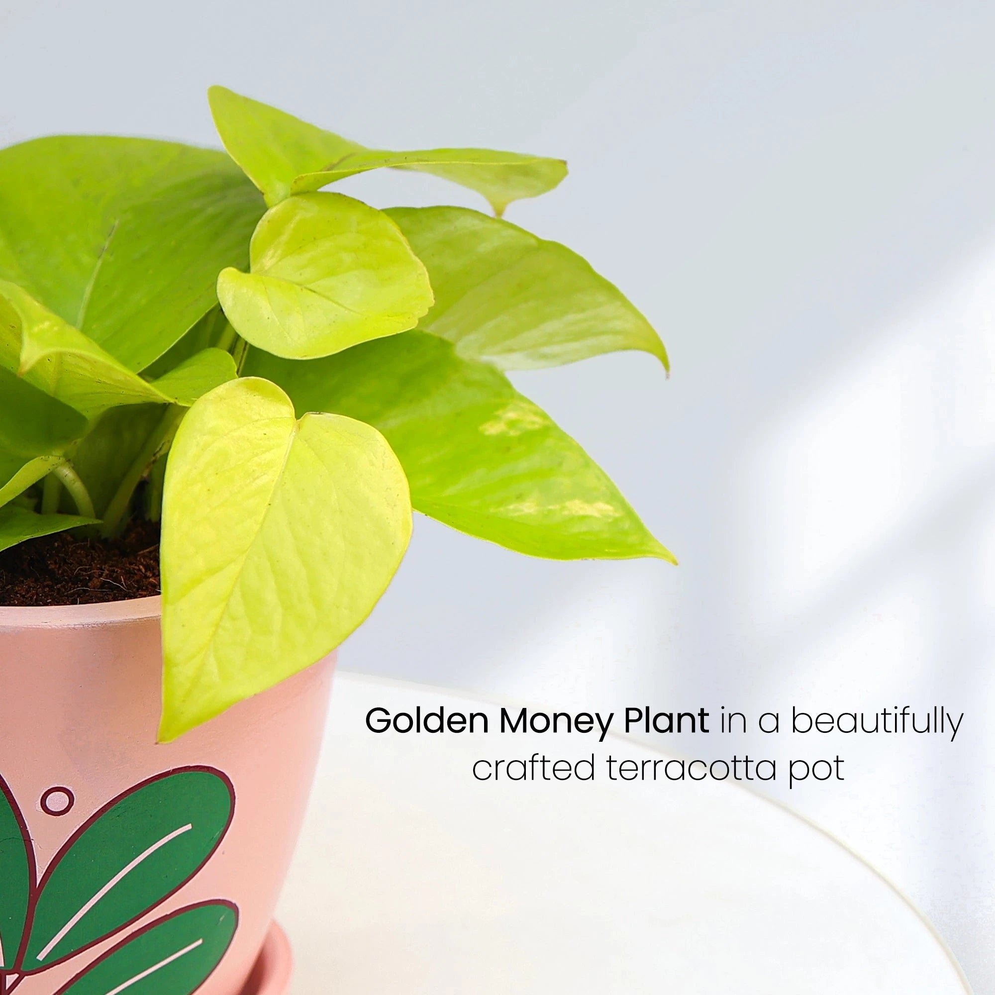 Golden Money Plant Urban Plant 