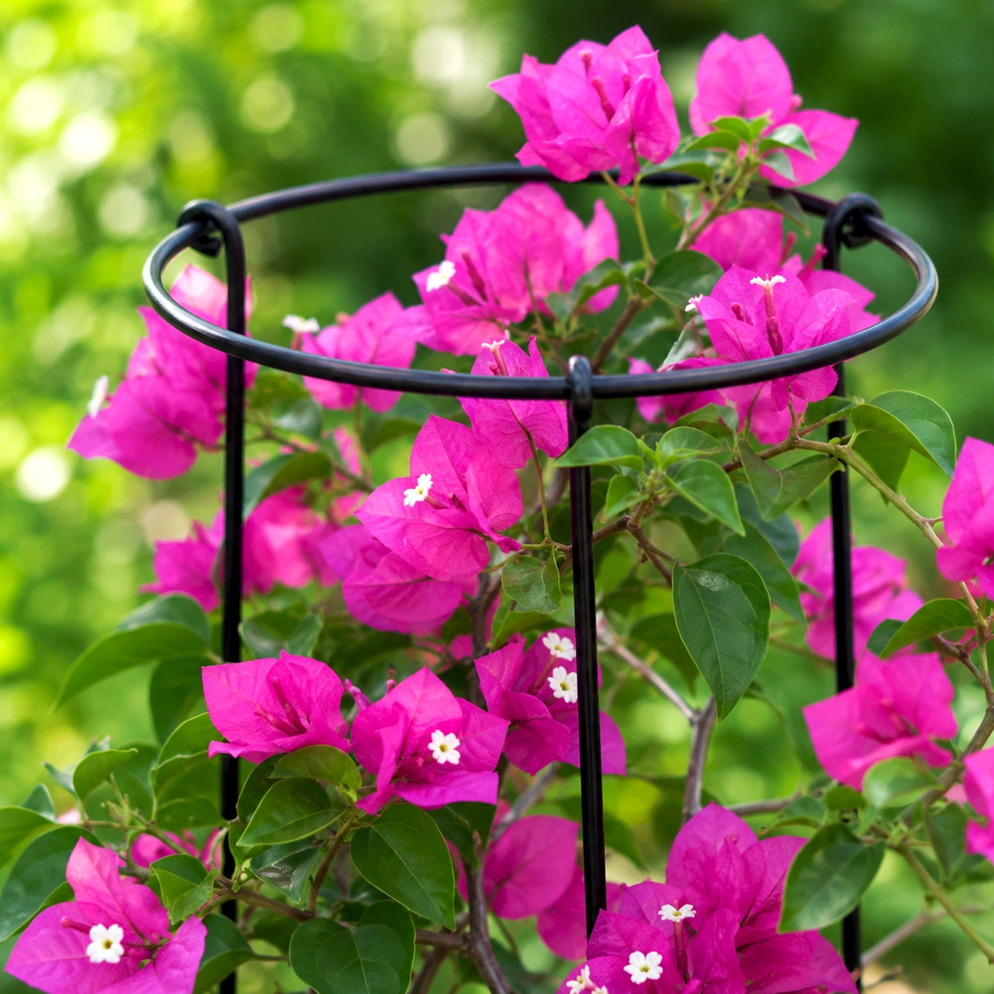 Urban Plant Minimalistic Trellis Plant Support - (Pack of 3)