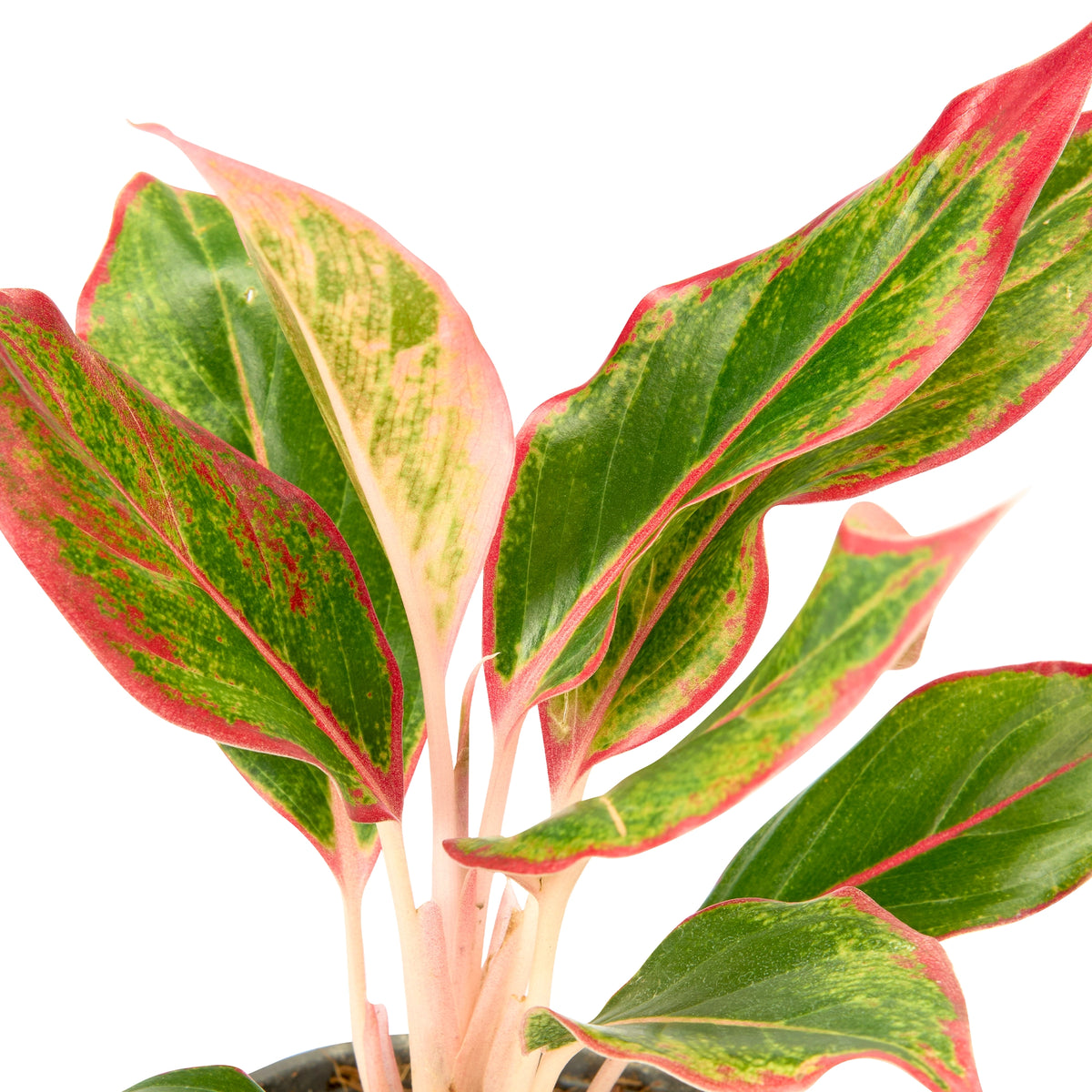 Aglaonema Red Plant – Indoor Live Plant