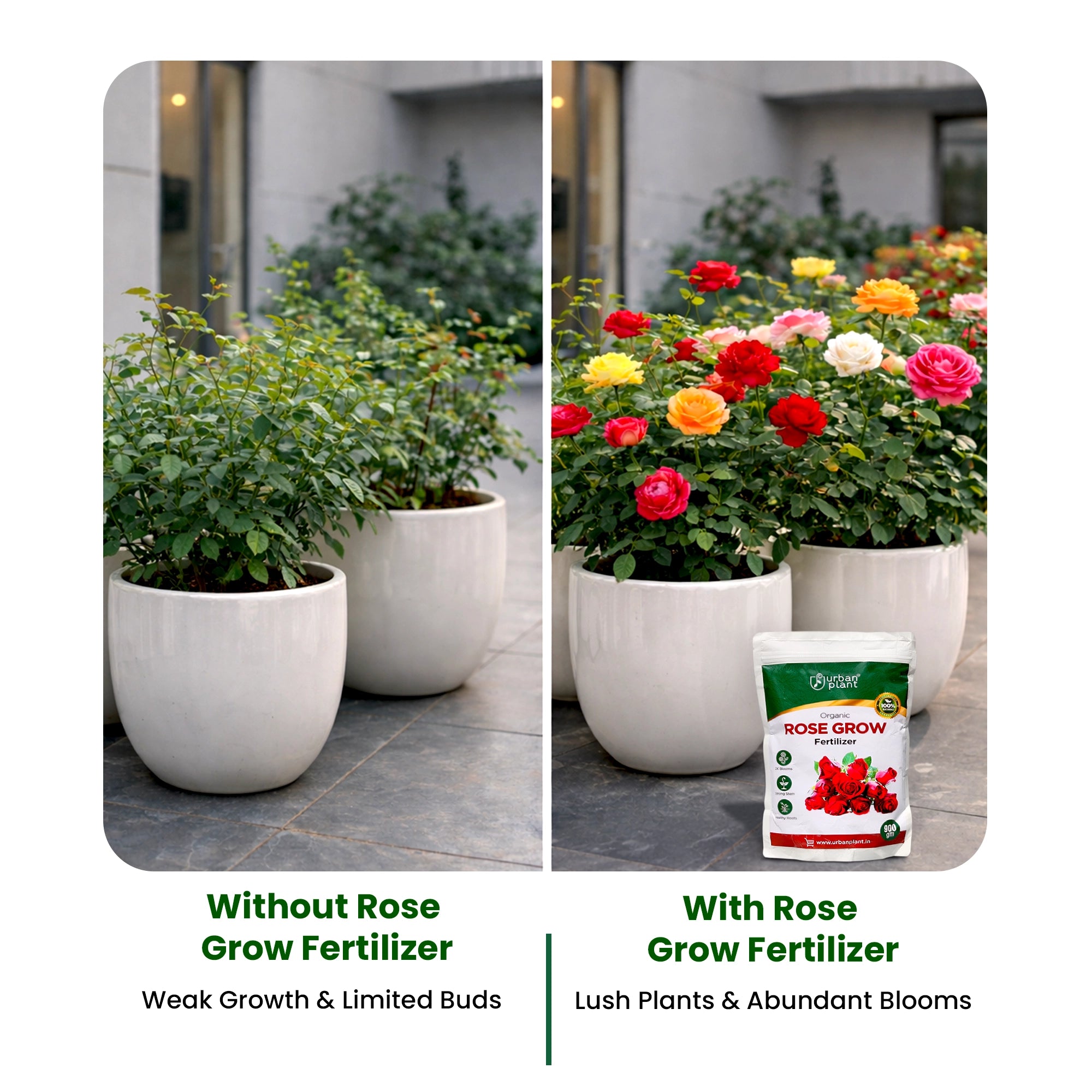 Rose Grow Fertilizer usage before and after