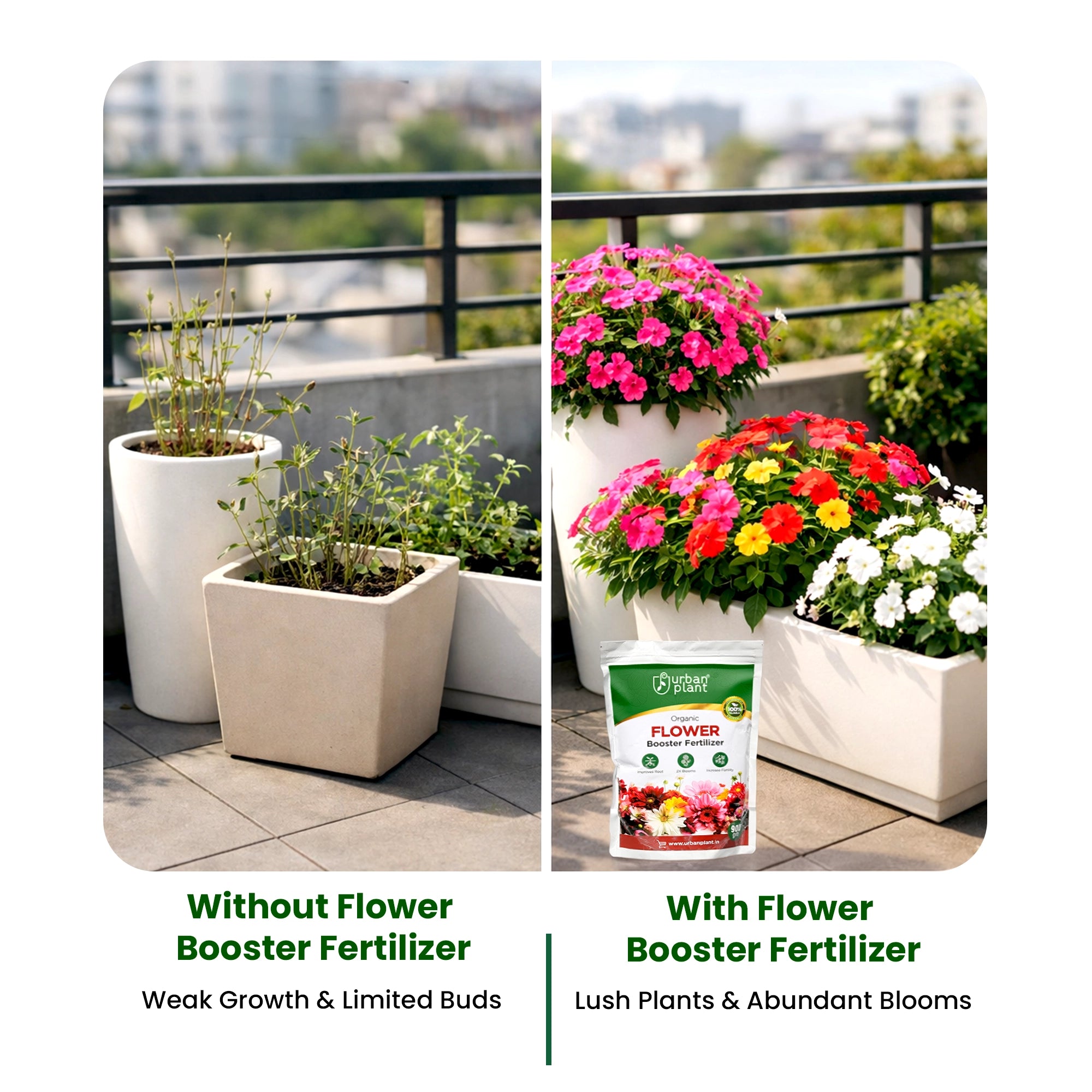 Flower Booster Fertilizer before and after usage