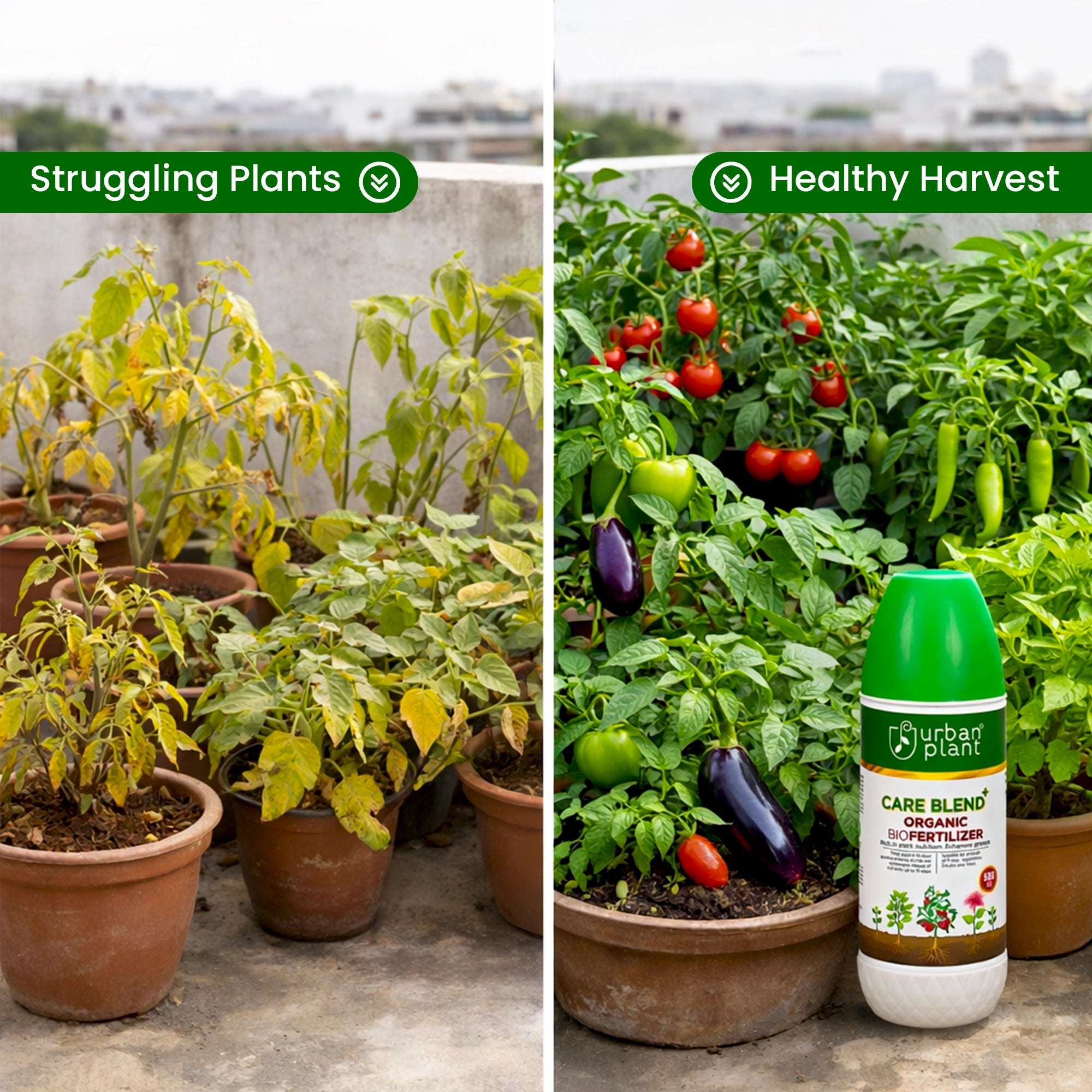 Urban Plant Care Blend Bio Plant Fertilizer before and after