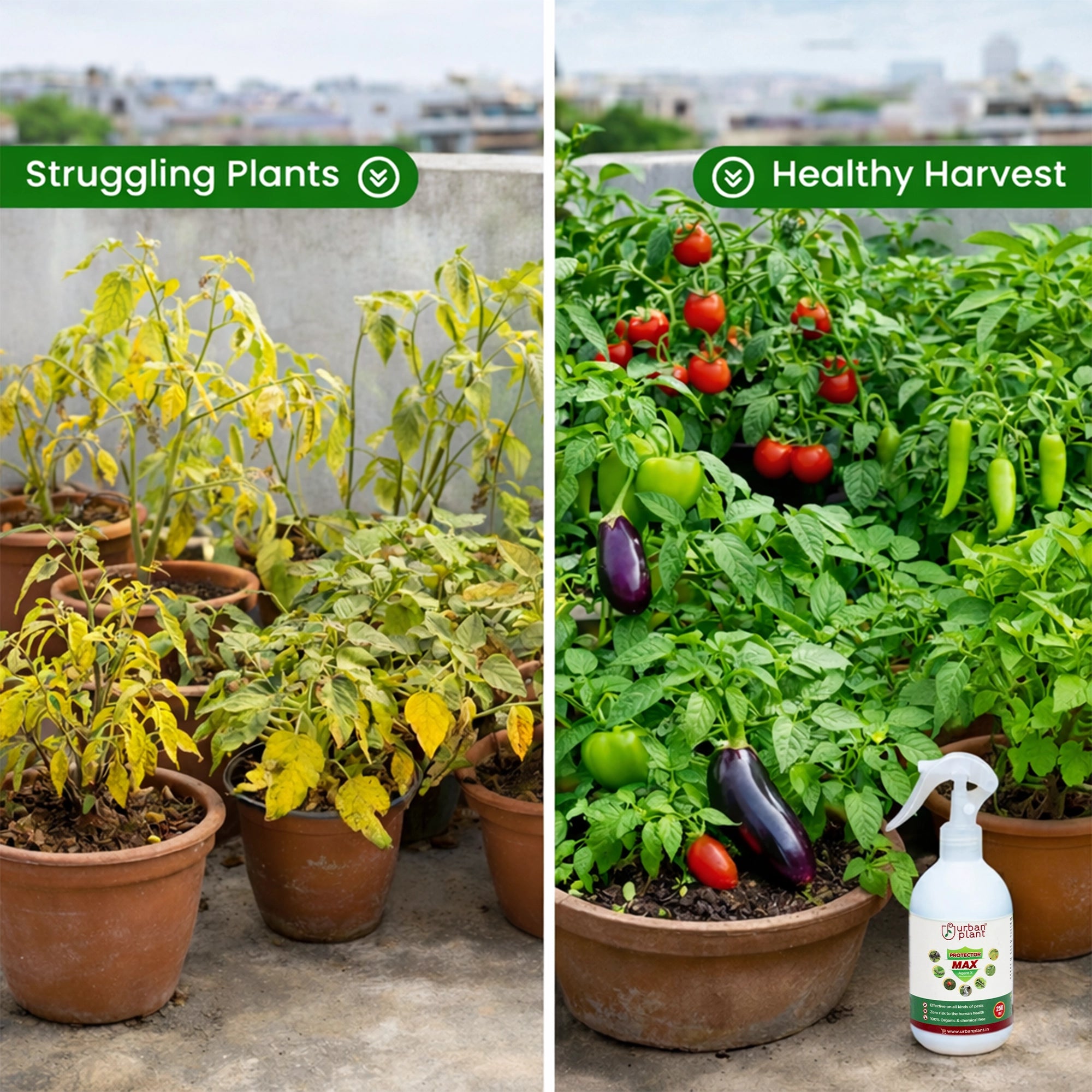 Protector MAX Pest Control before and after effect