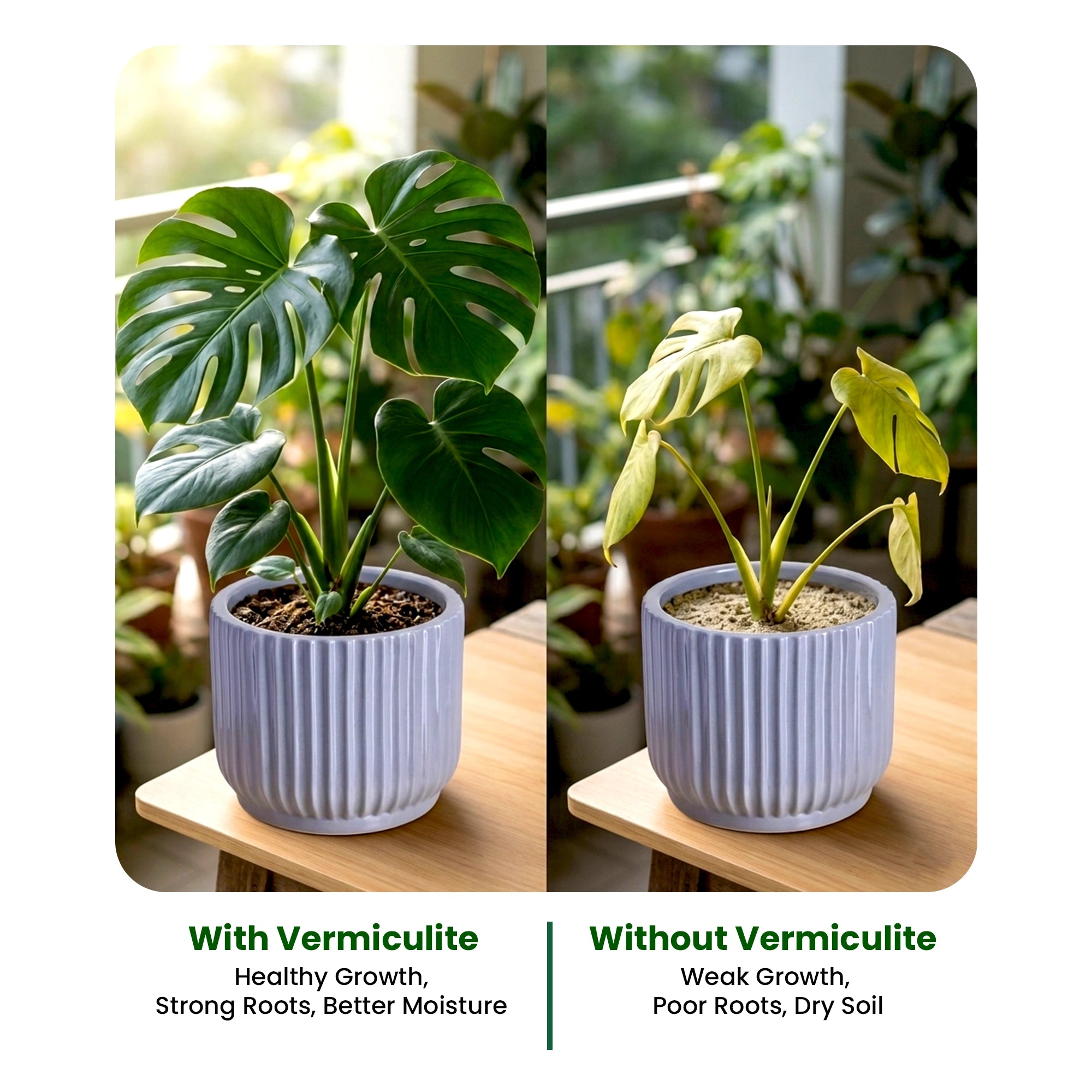 Vermiculite for Plants after use