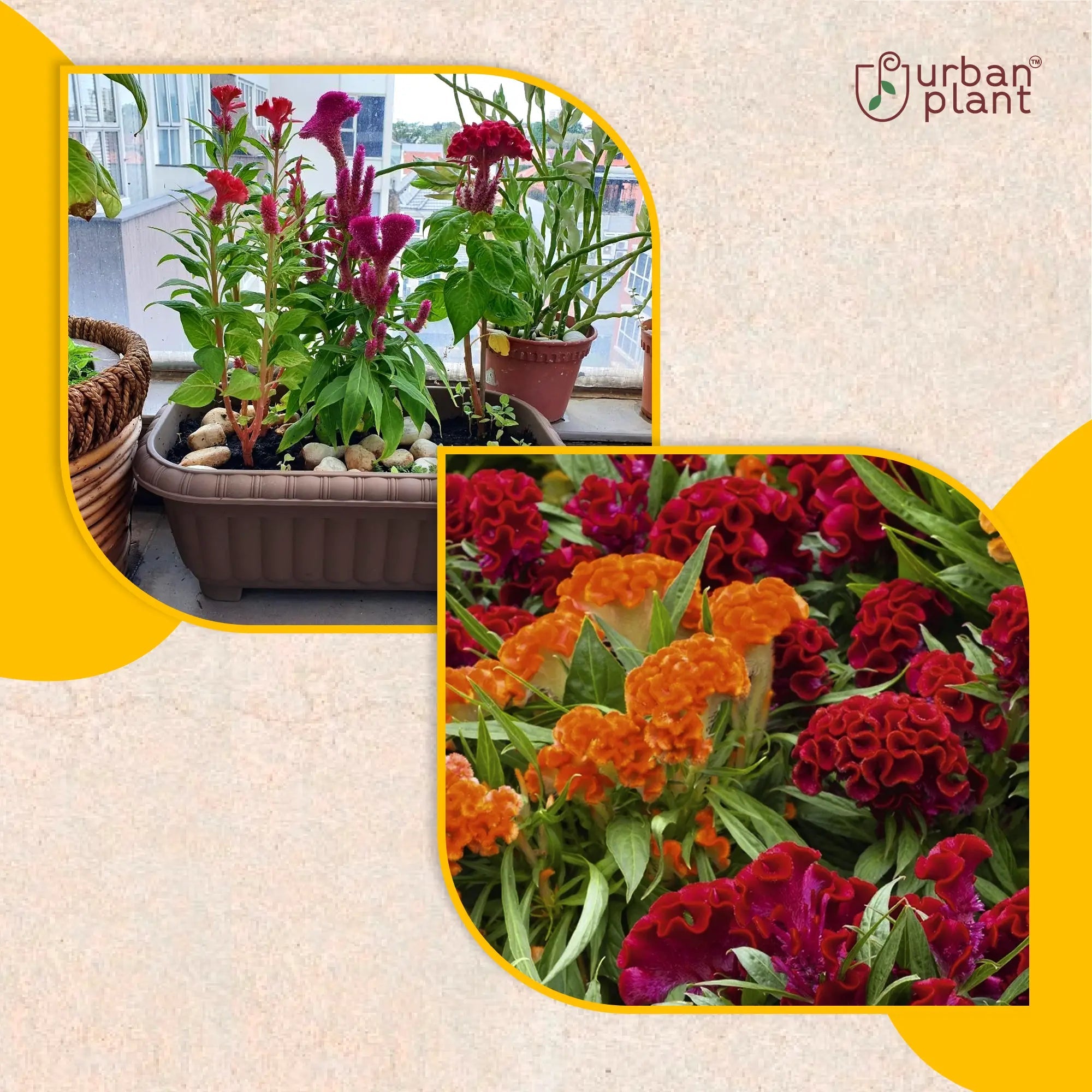 Coxcomb Mix Flower Seeds Flower Seed Urban Plant 