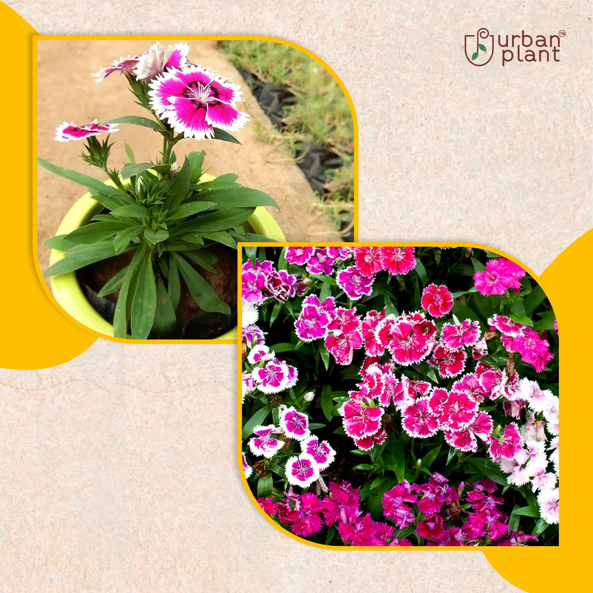 Dianthus Mix Flower Seeds Flower Seed Urban Plant 