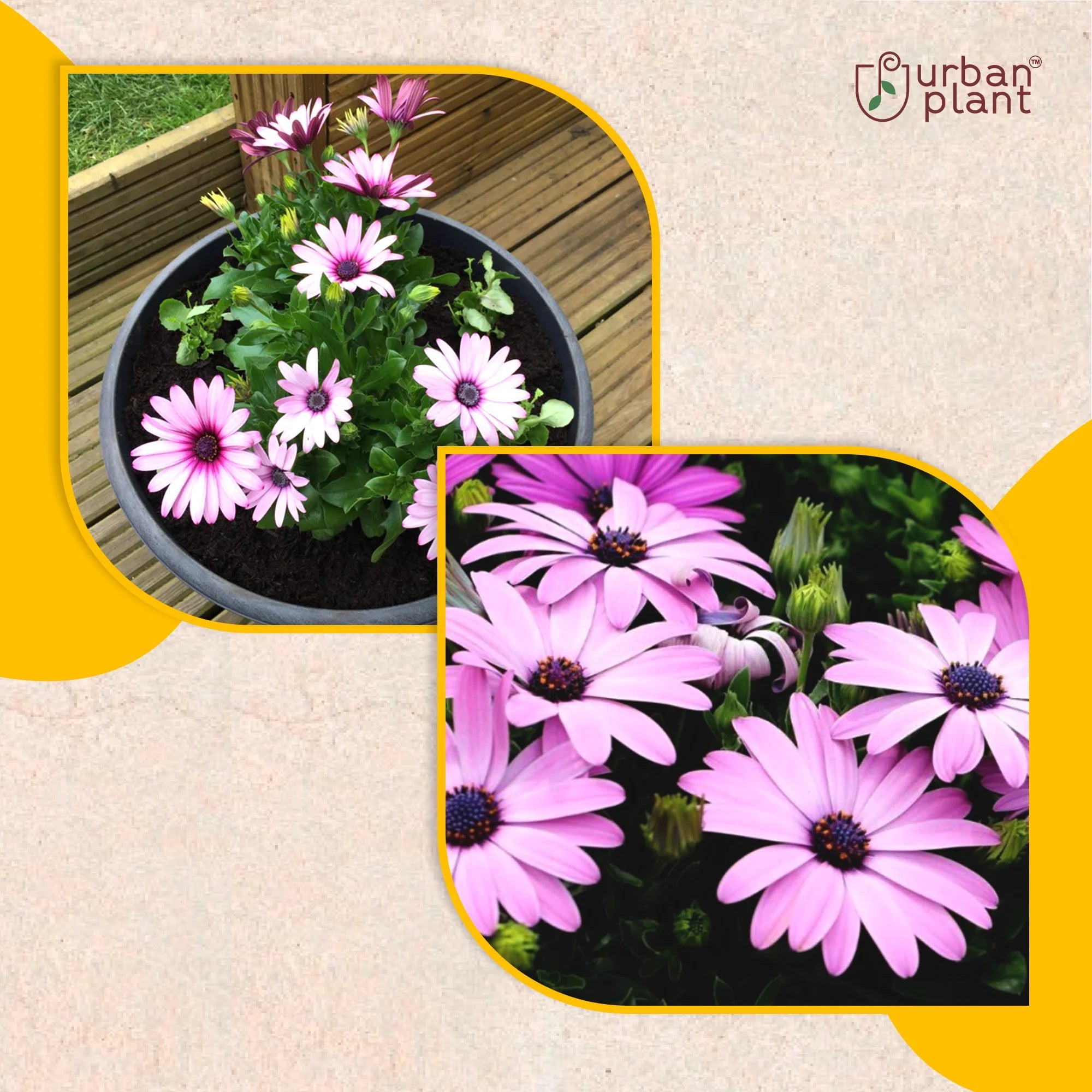 Dimorphotheca (African Daisy) Mix Flower Seeds Flower Seed Urban Plant 