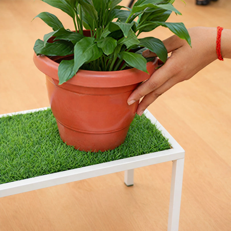 Fresh Green Base for Every Pot