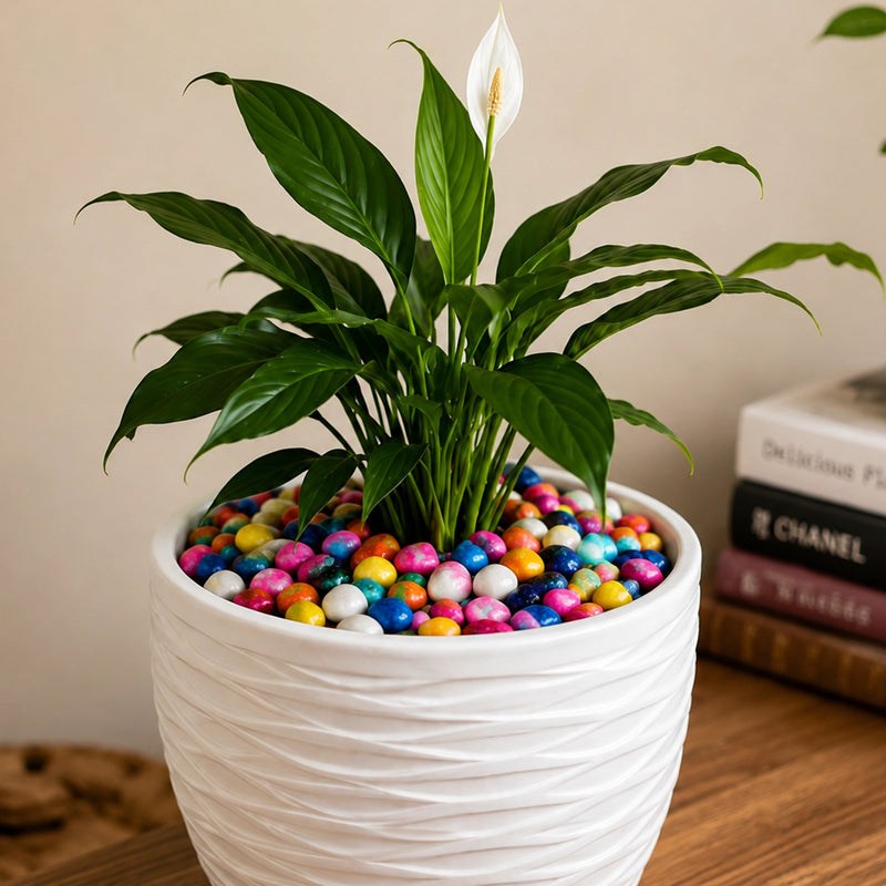 Vibrant Multi-Colour Mix