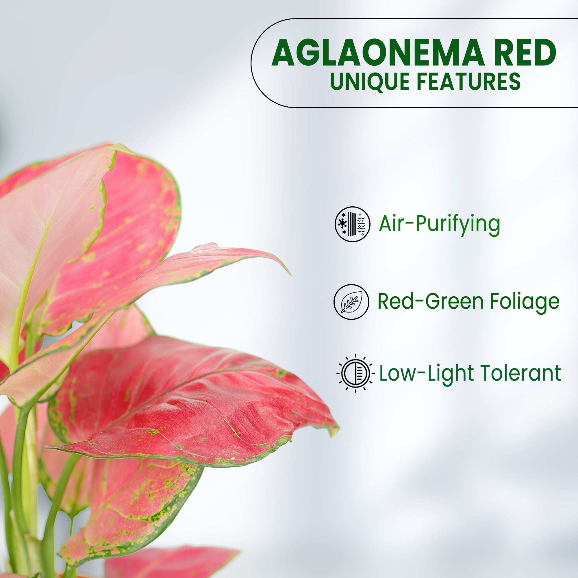Buy Pink Aglaonema Plant Online