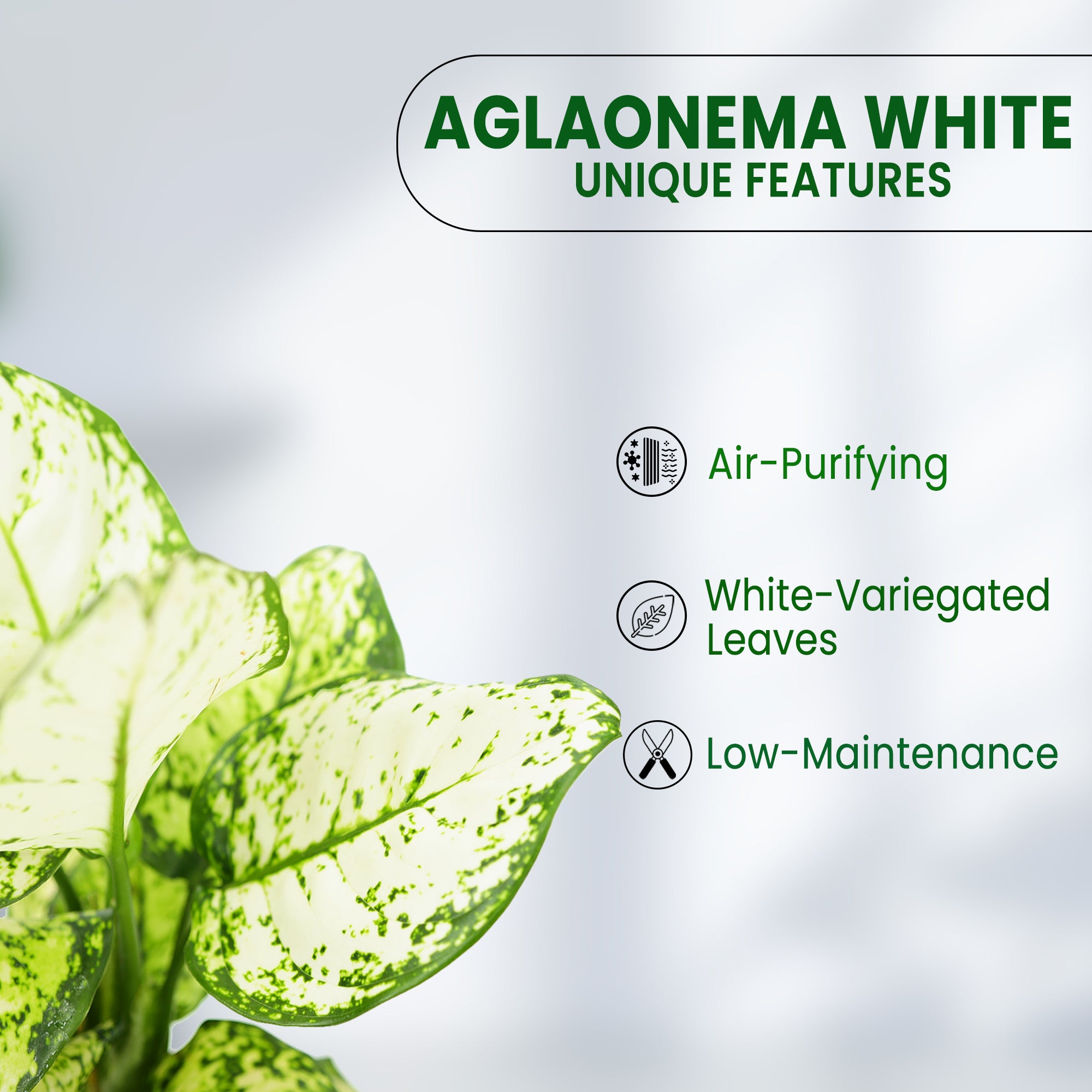 Snow White Aglaonema Plant in Grower Pot features 