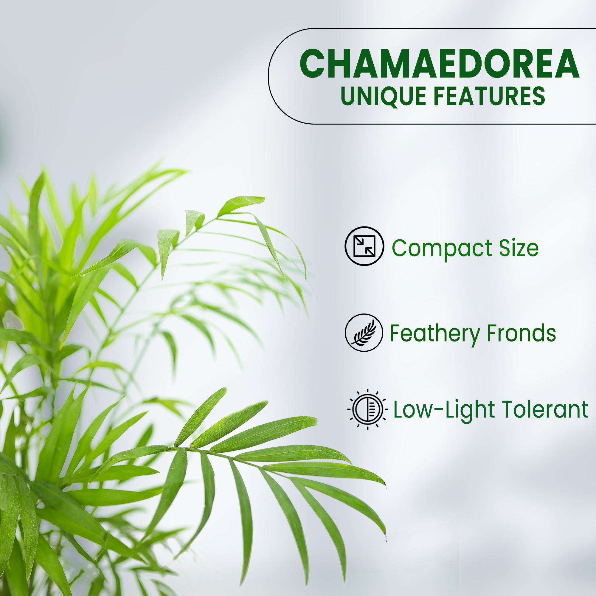 Bamboo Palm Plant in Grower Pot features 