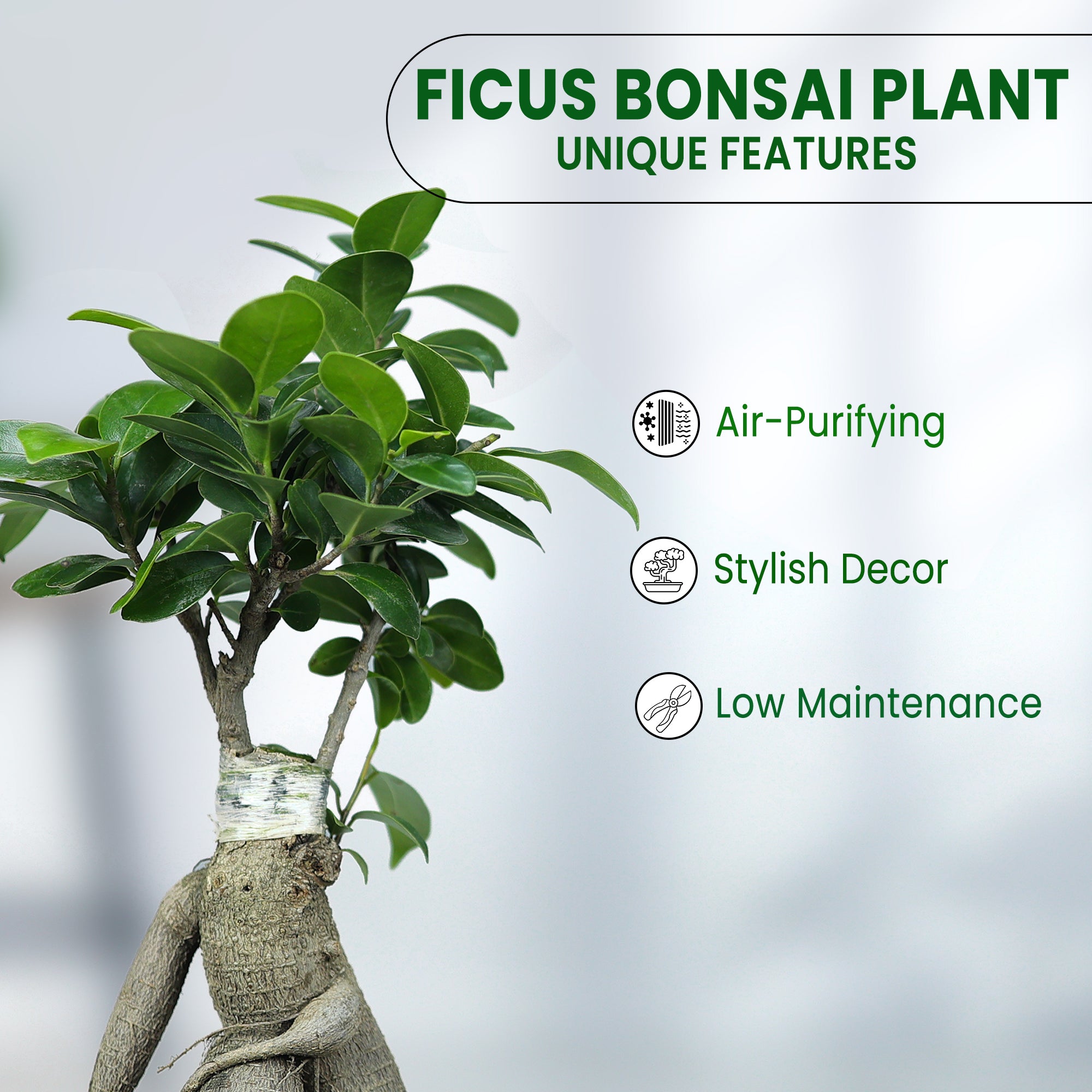 Ficus Bonsai Plant in Grower Pot Urban Plant features 