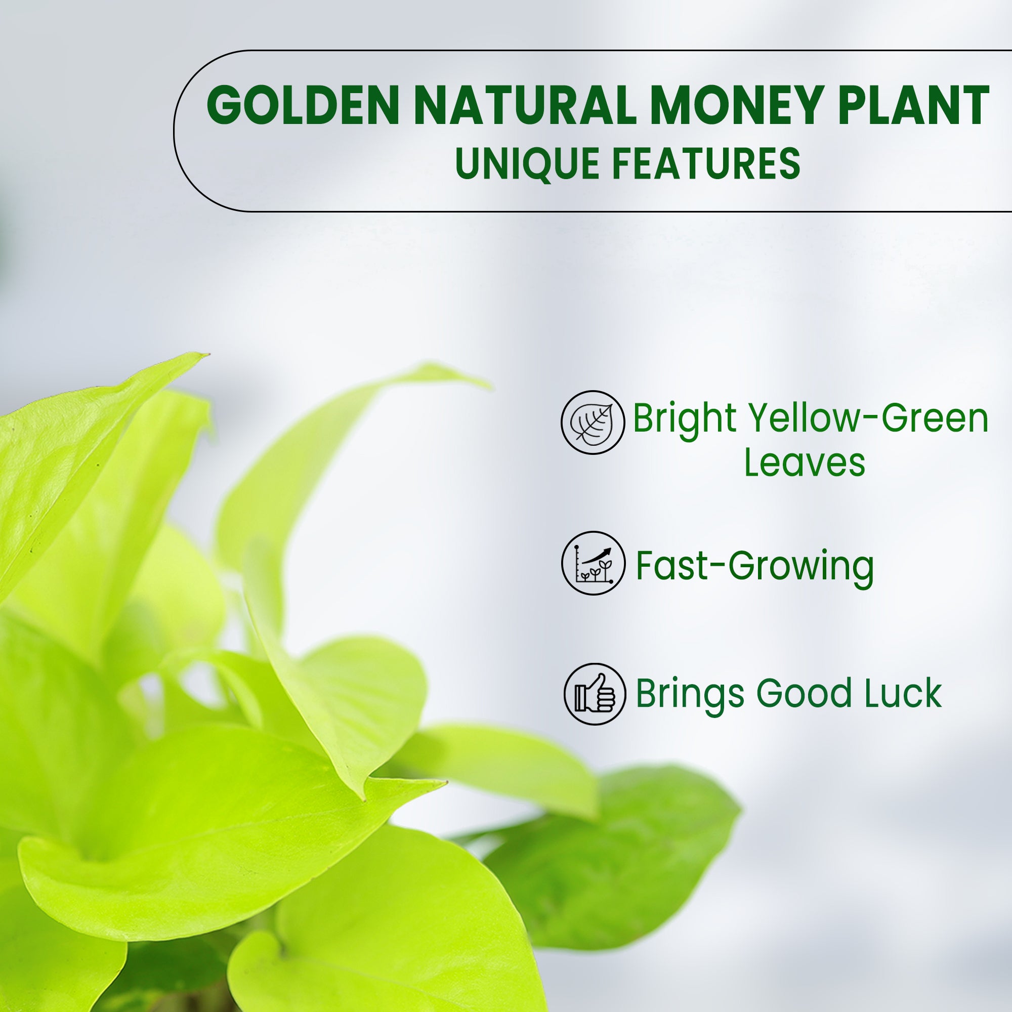 Golden Money Plant in Grower Pot features