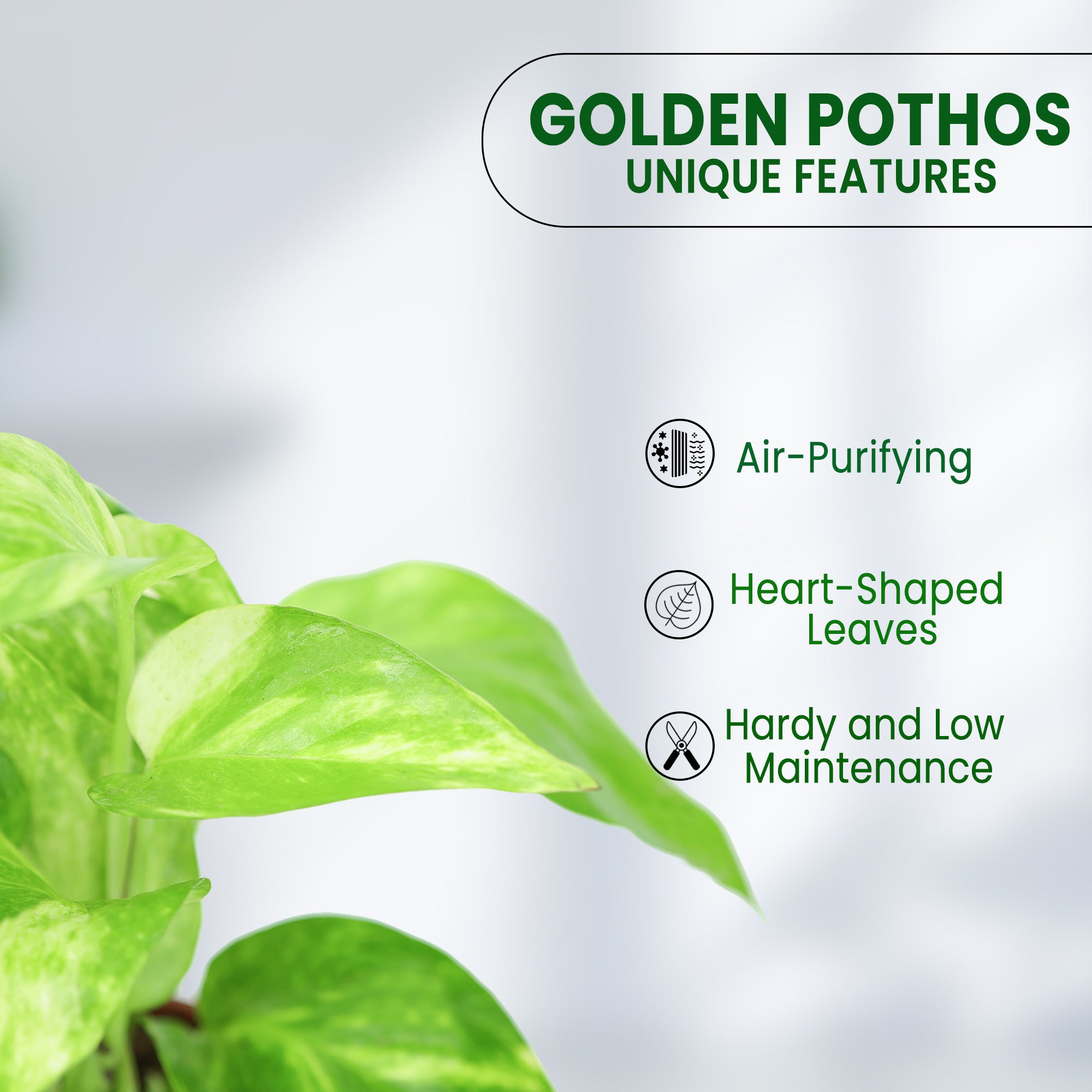 pothos money plant benefits Buy Green Money Plant (Golden Pothos) Online – Urban Plant®