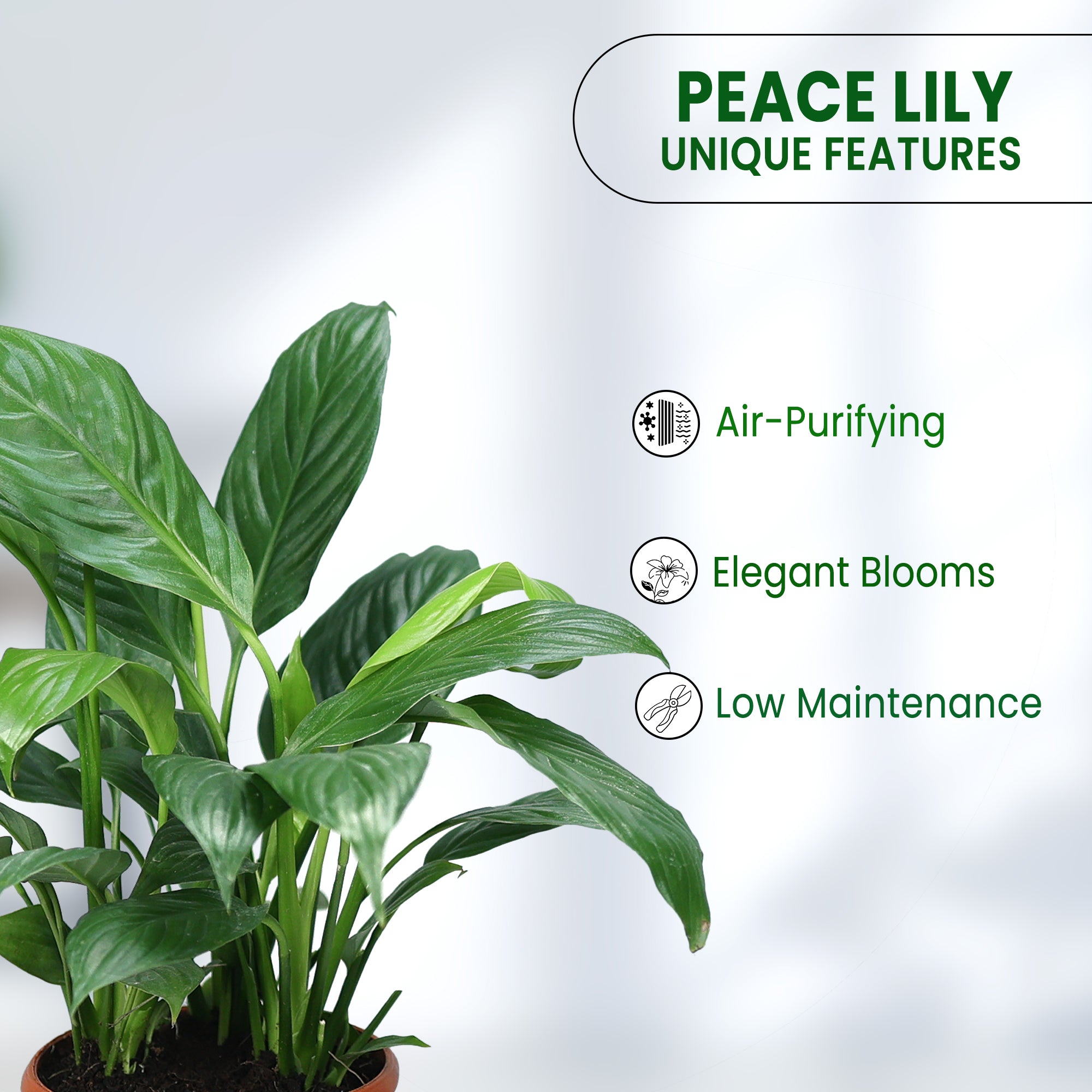 Peace Lily Plant in Grower Pot features 