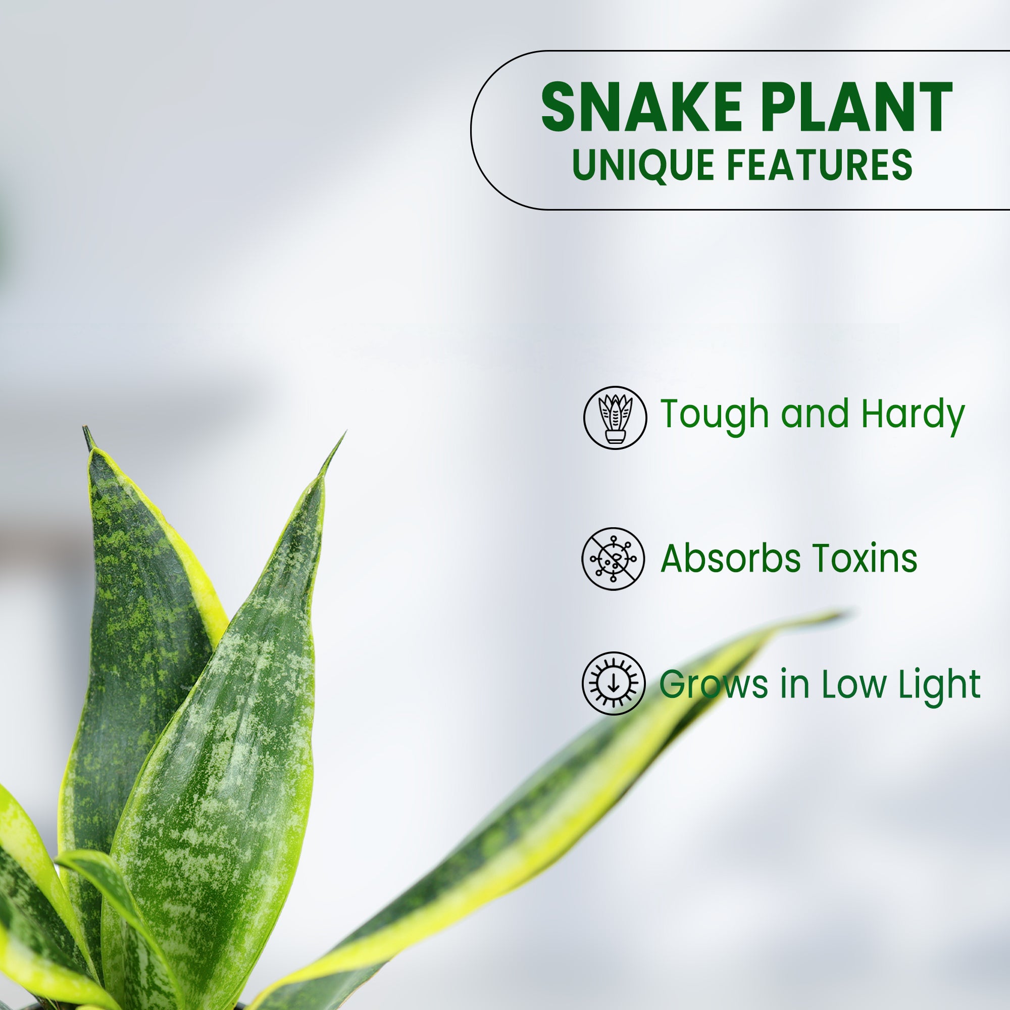 Snake Plant in Grower Pot features 