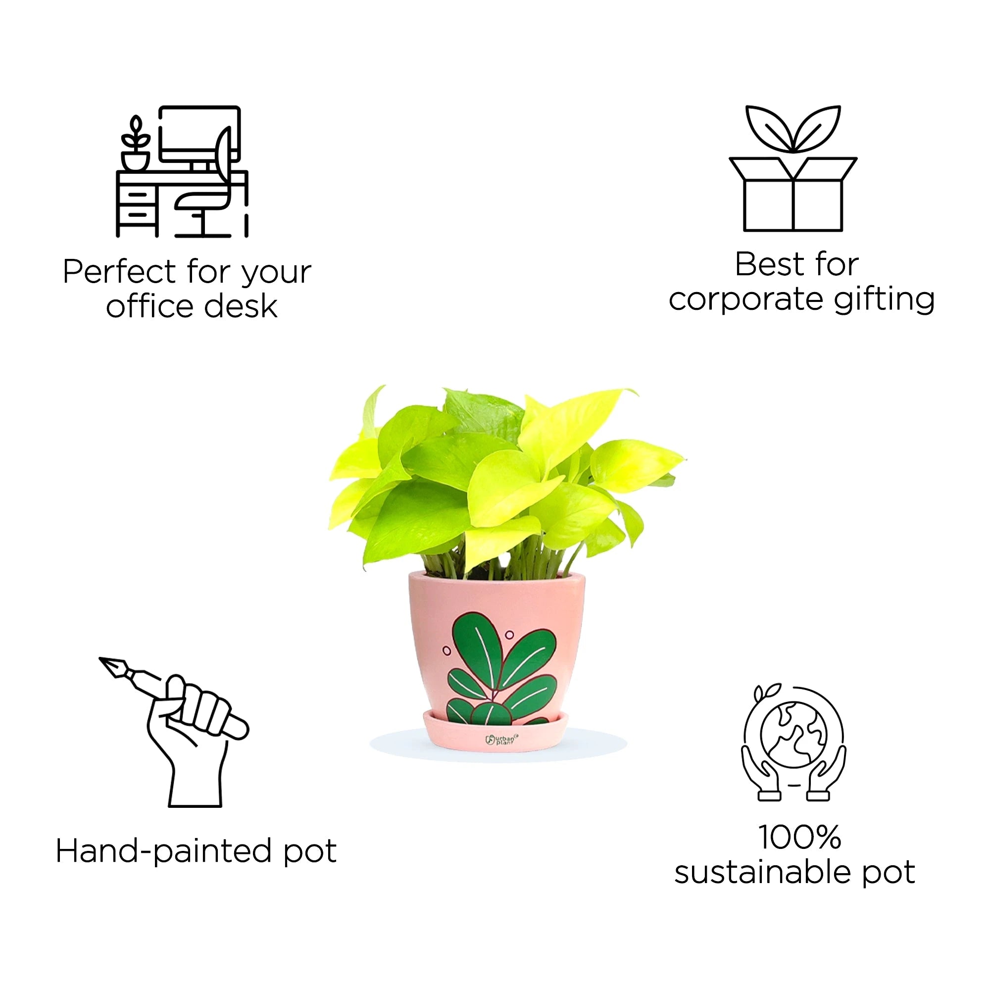 Golden Money Plant Urban Plant 