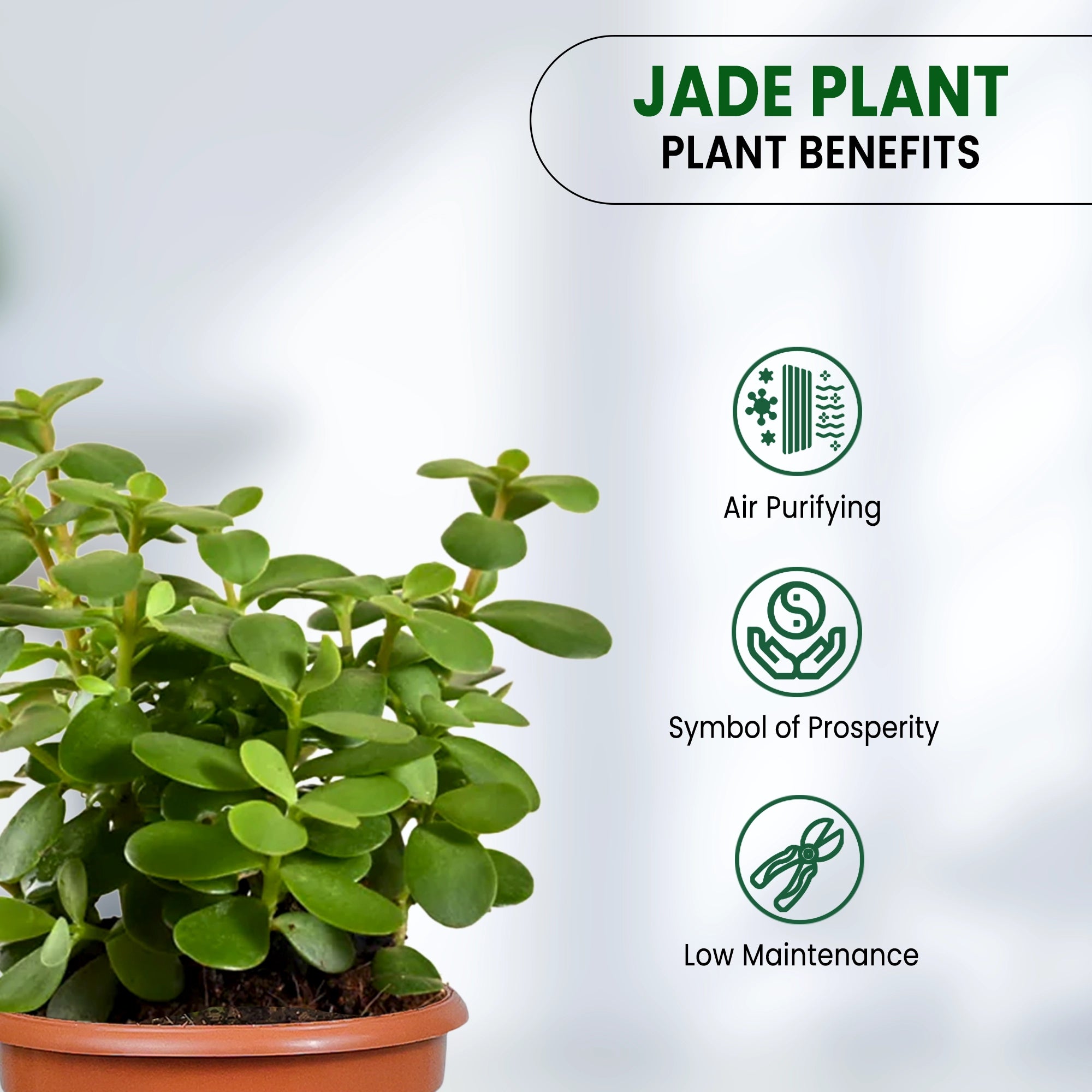 Jade Plant in Grower Pot benefits