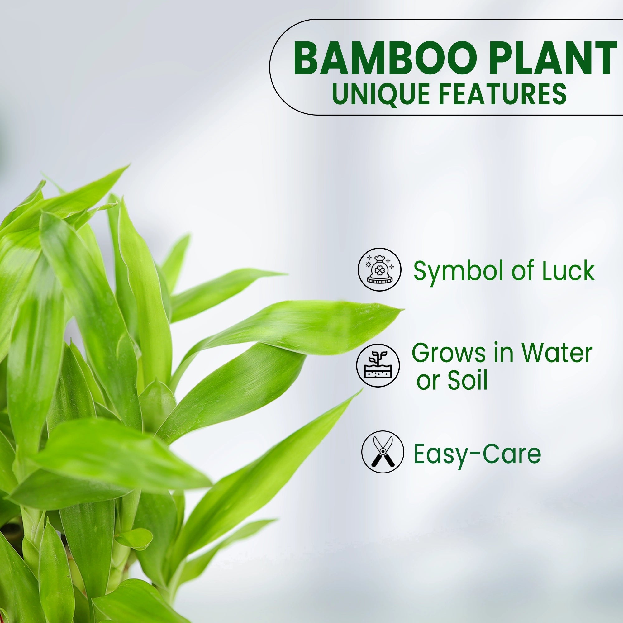 Lucky Bamboo Good Luck Plant Urban Plant 
