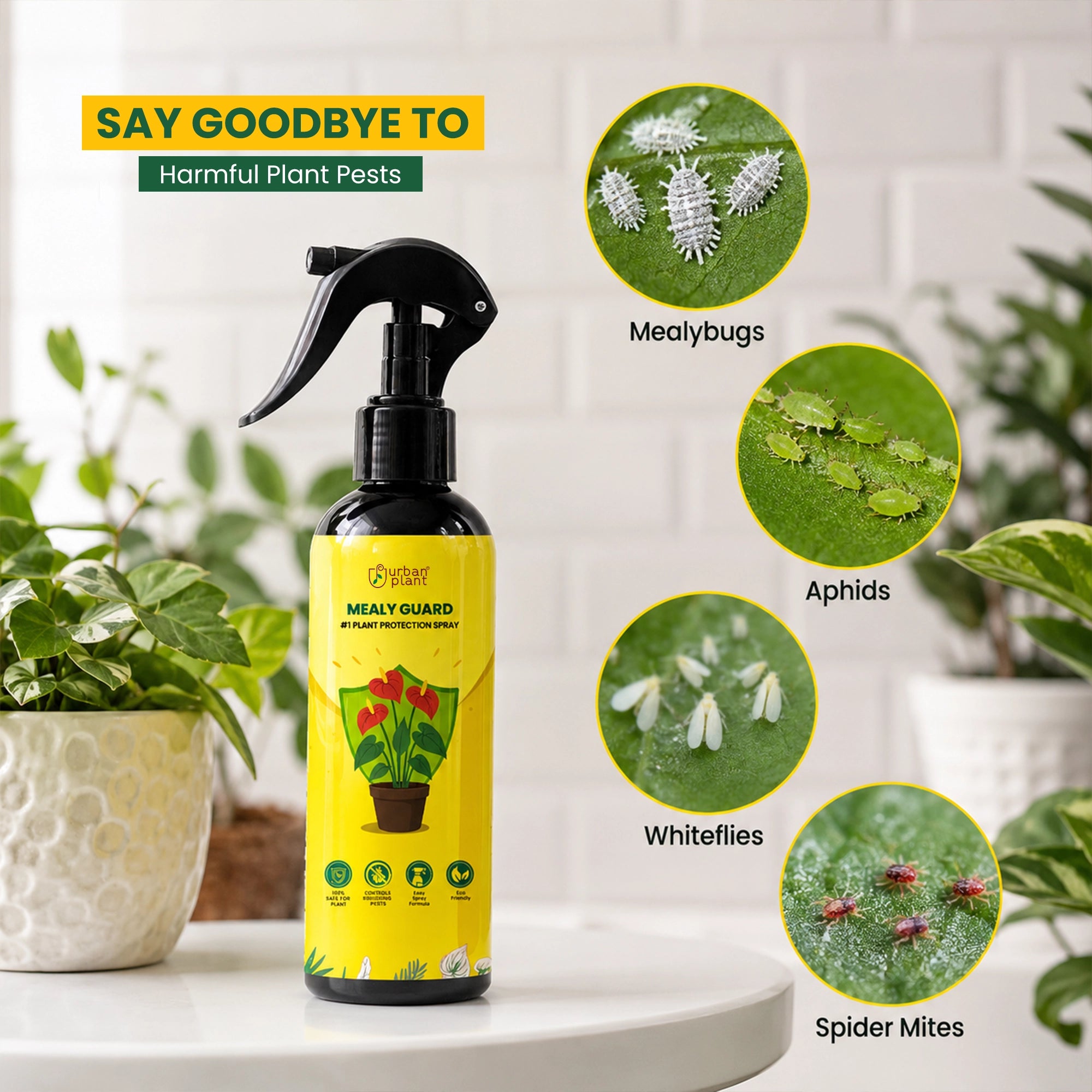 Urban Plant Mealy Guard – Natural Plant Protection Spray for Mealy Bugs & Pests