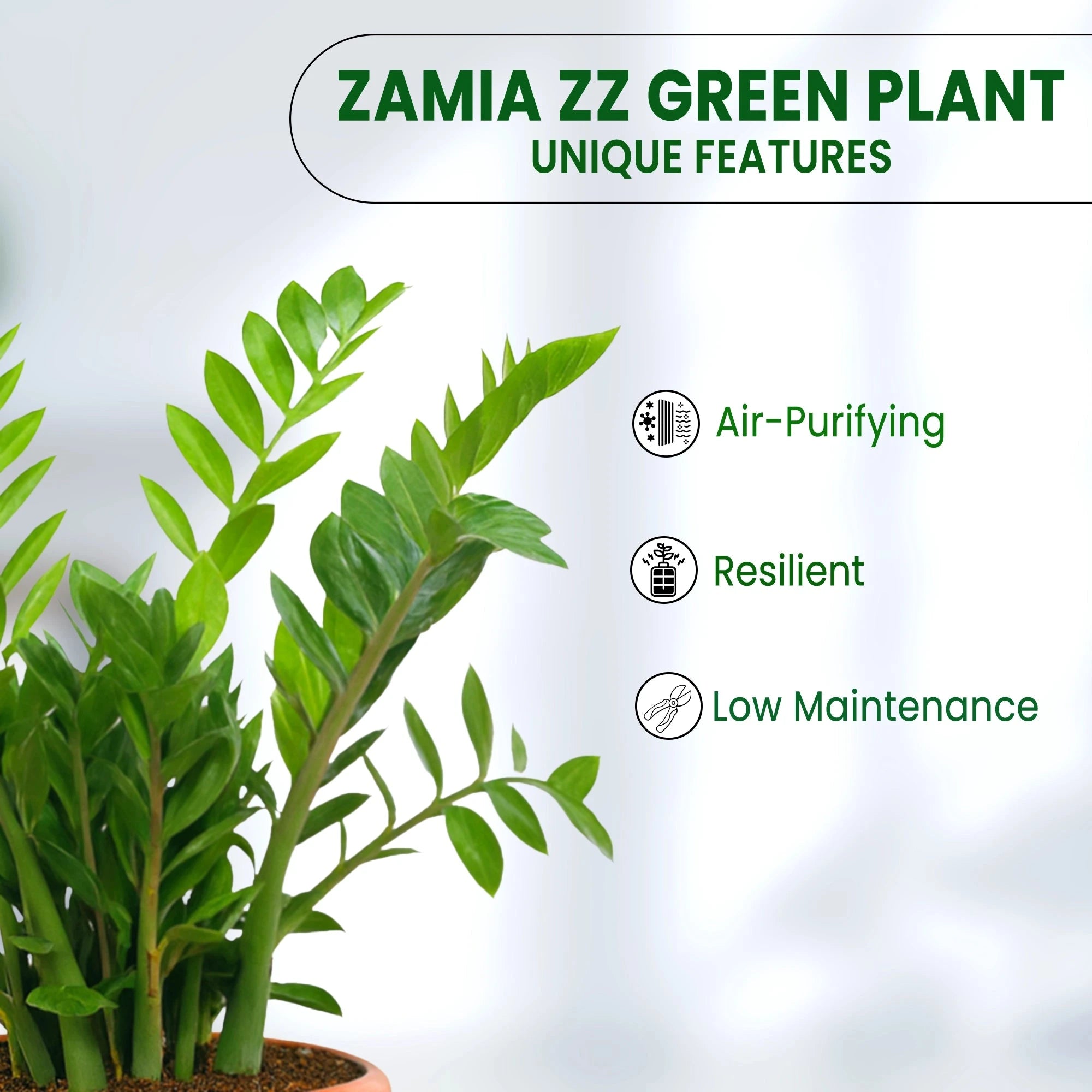 ZZ Plant in Grower Pot Urban Plant 