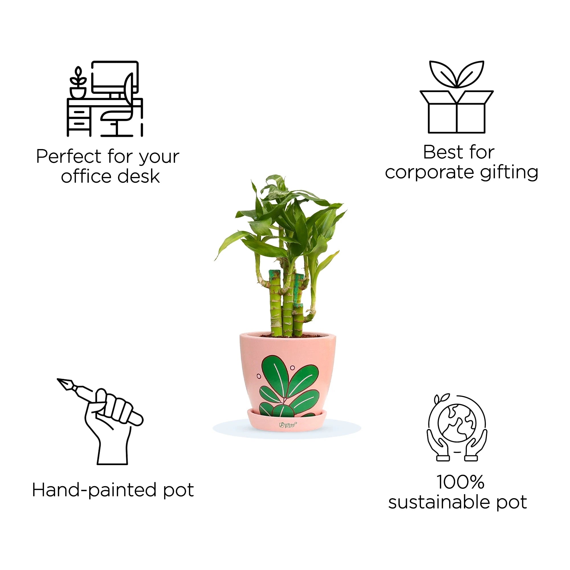 Lotus Lucky Bamboo Plant Plant Urban Plant 