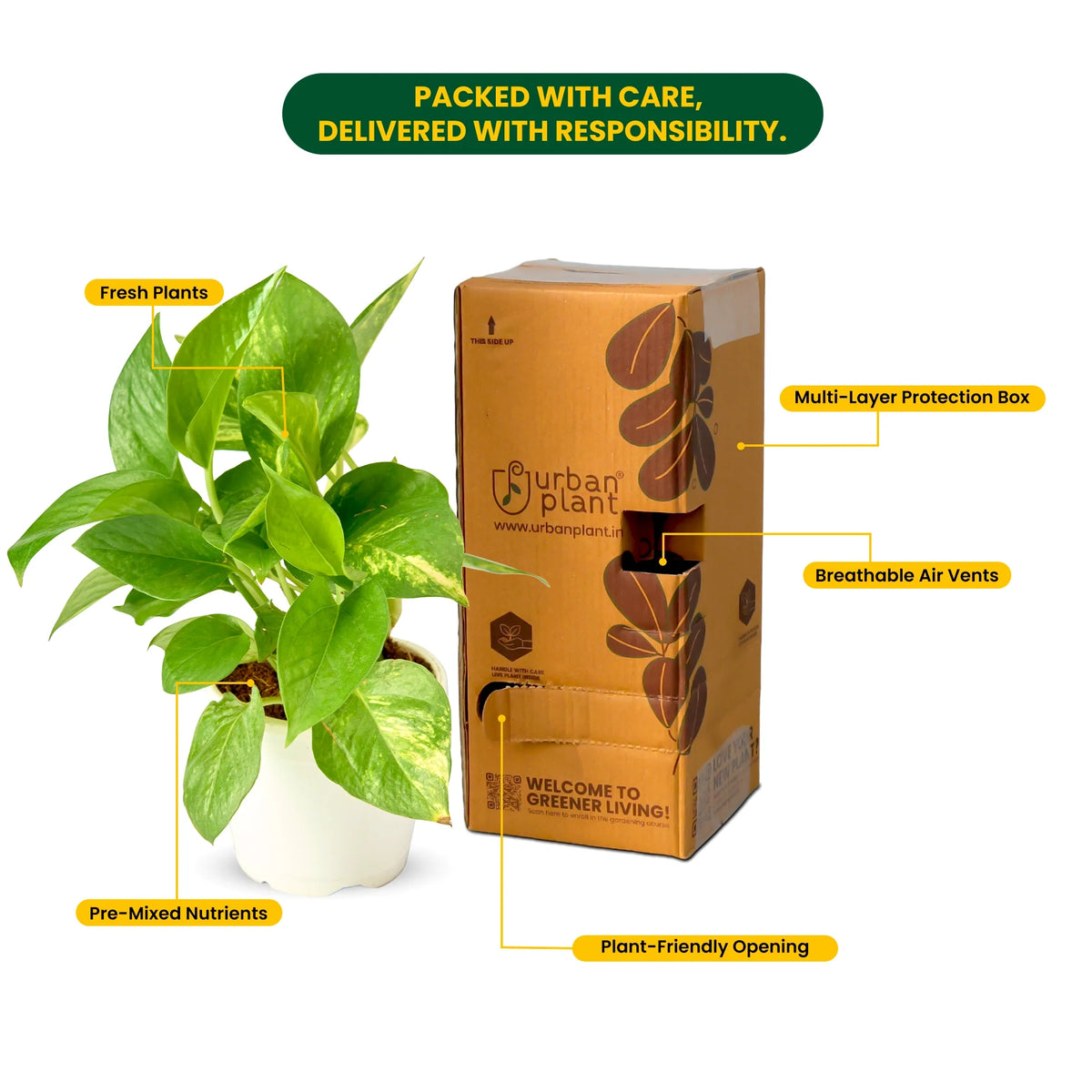 Classic Green Money Plant (Golden Pothos) features and care – Lucky Money Plant Trio