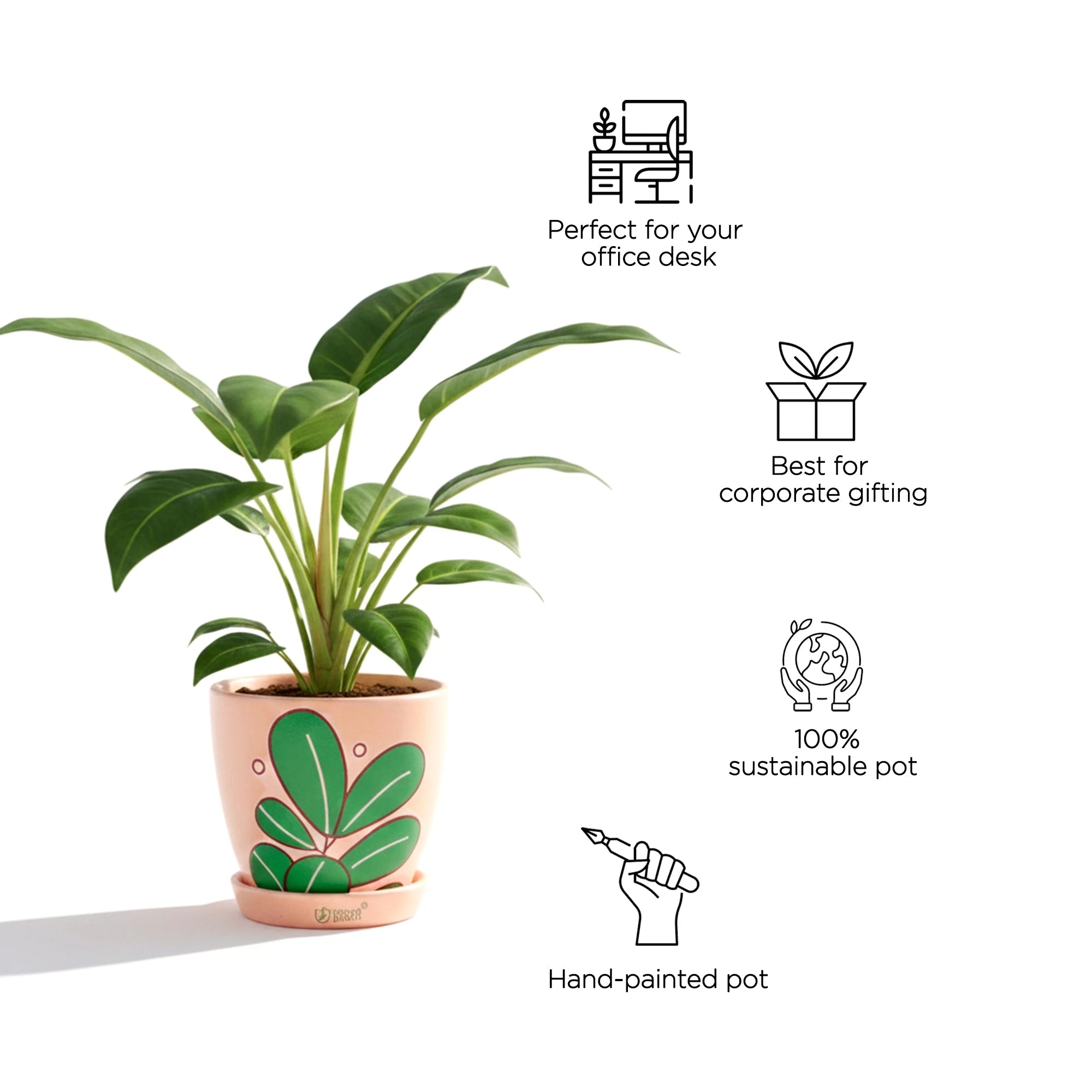 Urban Plant Signature Terracotta Pot Terracotta Pot Urban Plant 