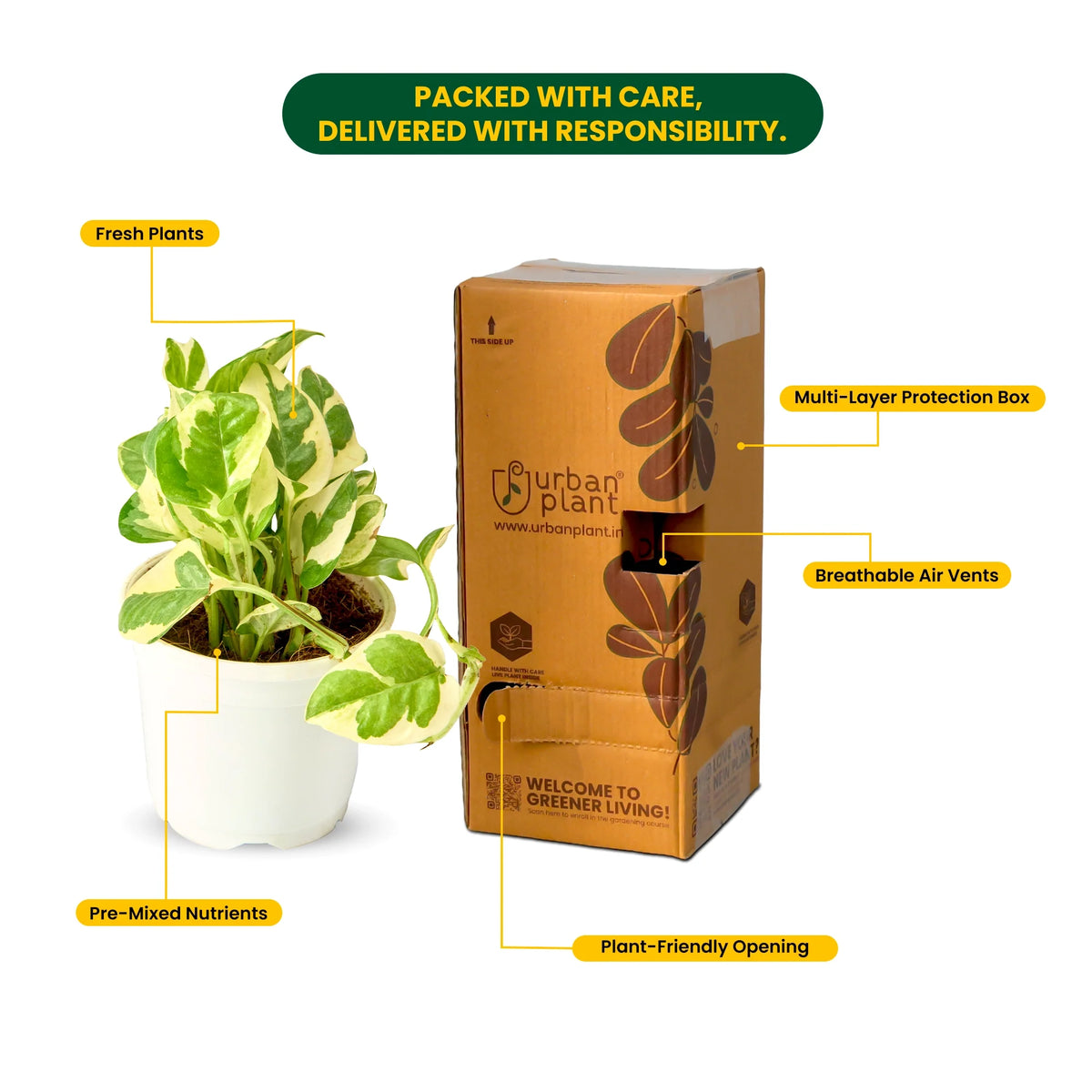 N'Joy white variegated pothos features and care – Lucky Money Plant Trio