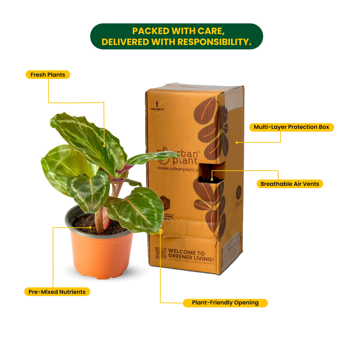 Calathea Roseopicta Rosy – Live Indoor Plant