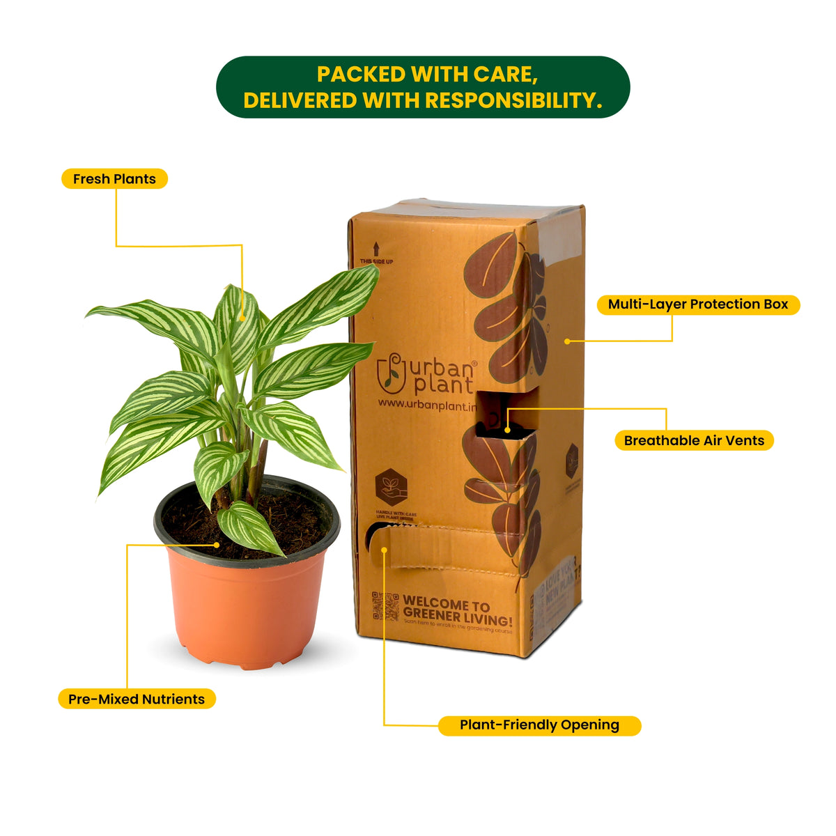 Calathea Vittata – Live Indoor Plant | Urban Plant