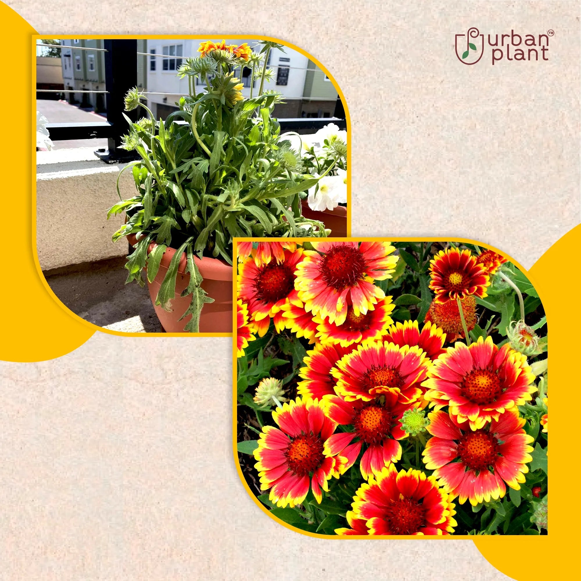 Gaillardia Mix Flower Seeds Flower Seed Urban Plant 