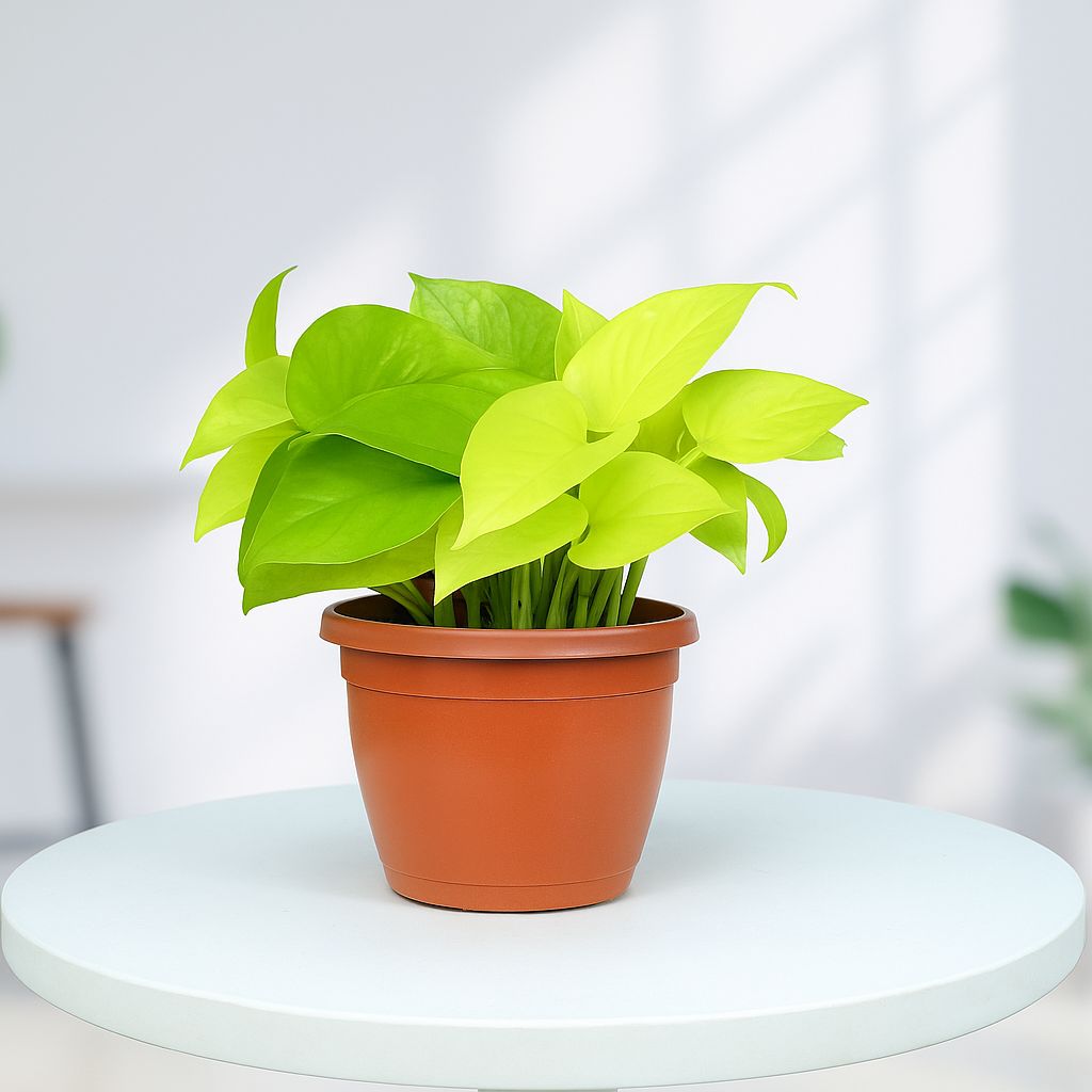 Golden Money Plant in Grower Pot Urban Plant 