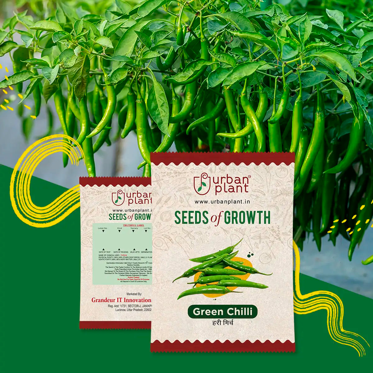 Green Chilli Seeds Urban Plant 