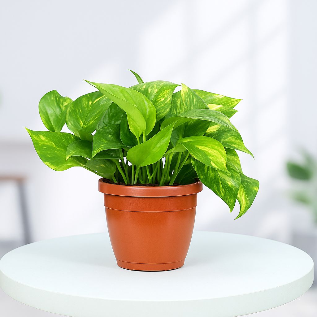 Green Money Plant in Grower Pot Urban Plant 