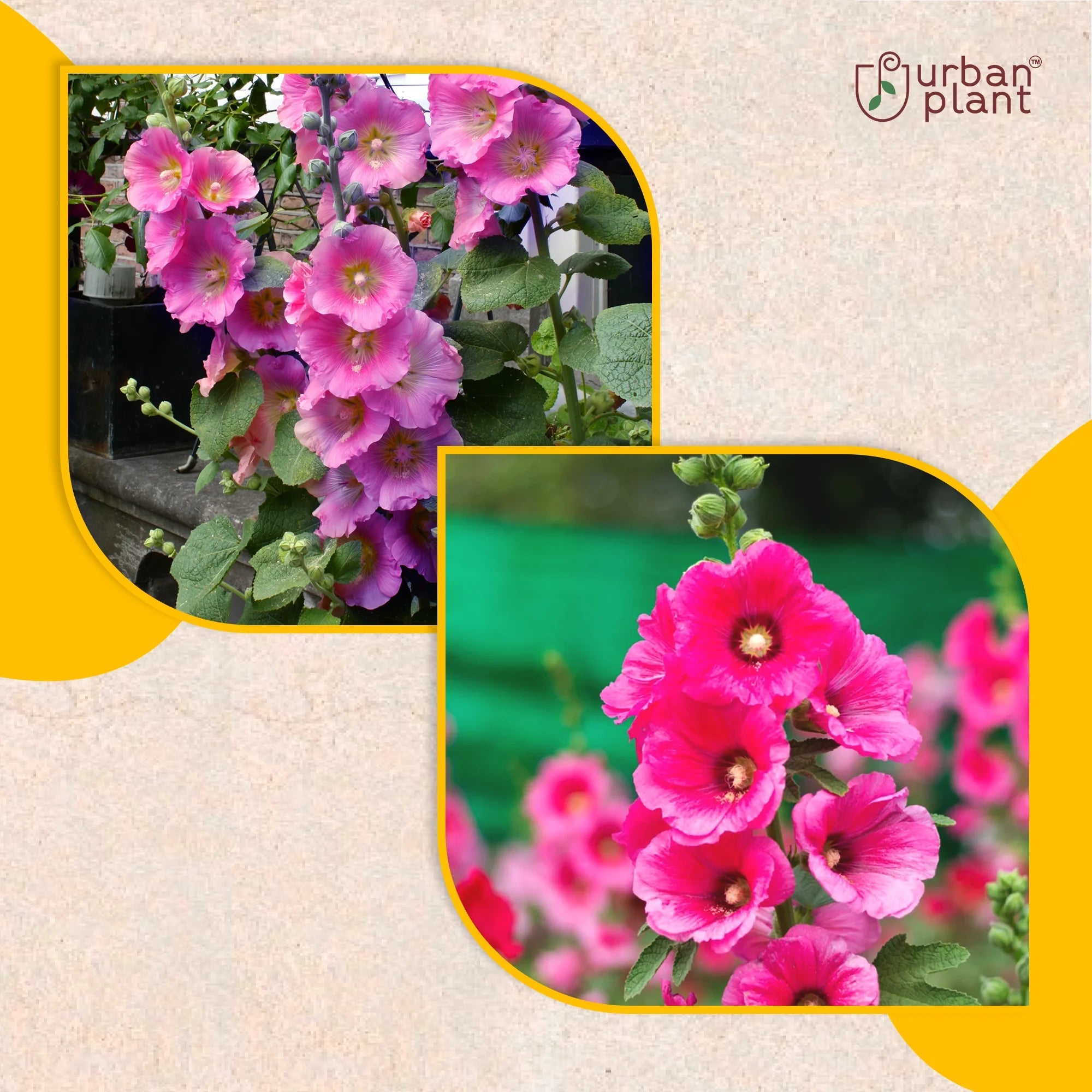 Hollyhuck Flower Seeds Flower Seed Urban Plant 